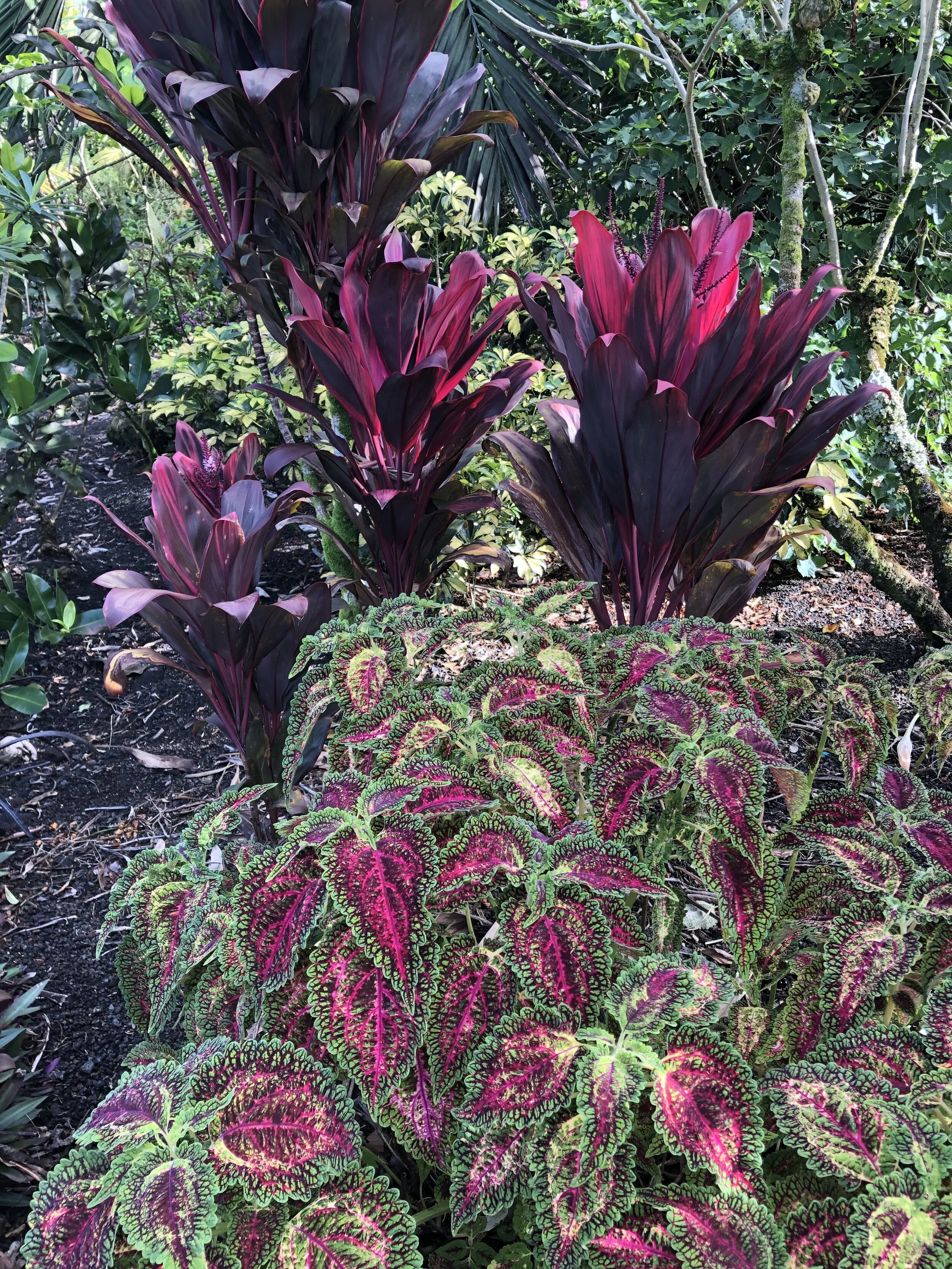 Cordyline terminalis 'Hawaiian Tulip'.jpg