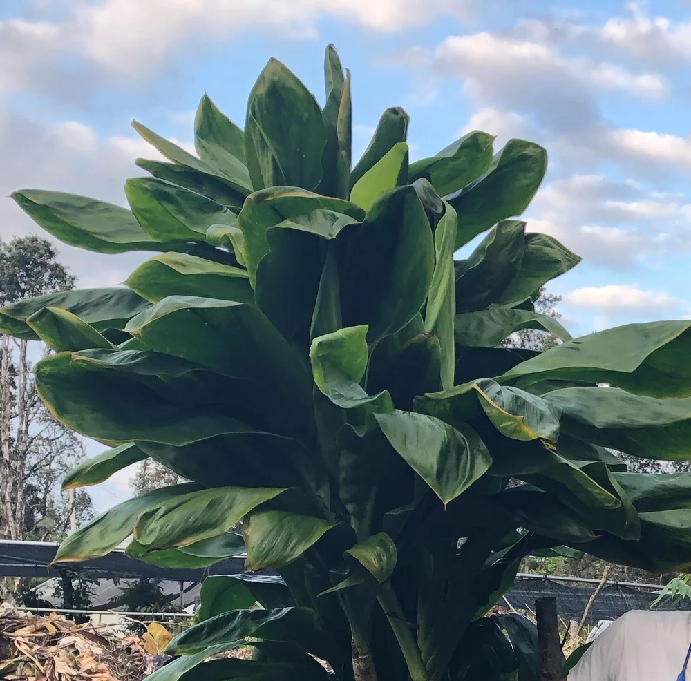 Cordyline+terminalis+