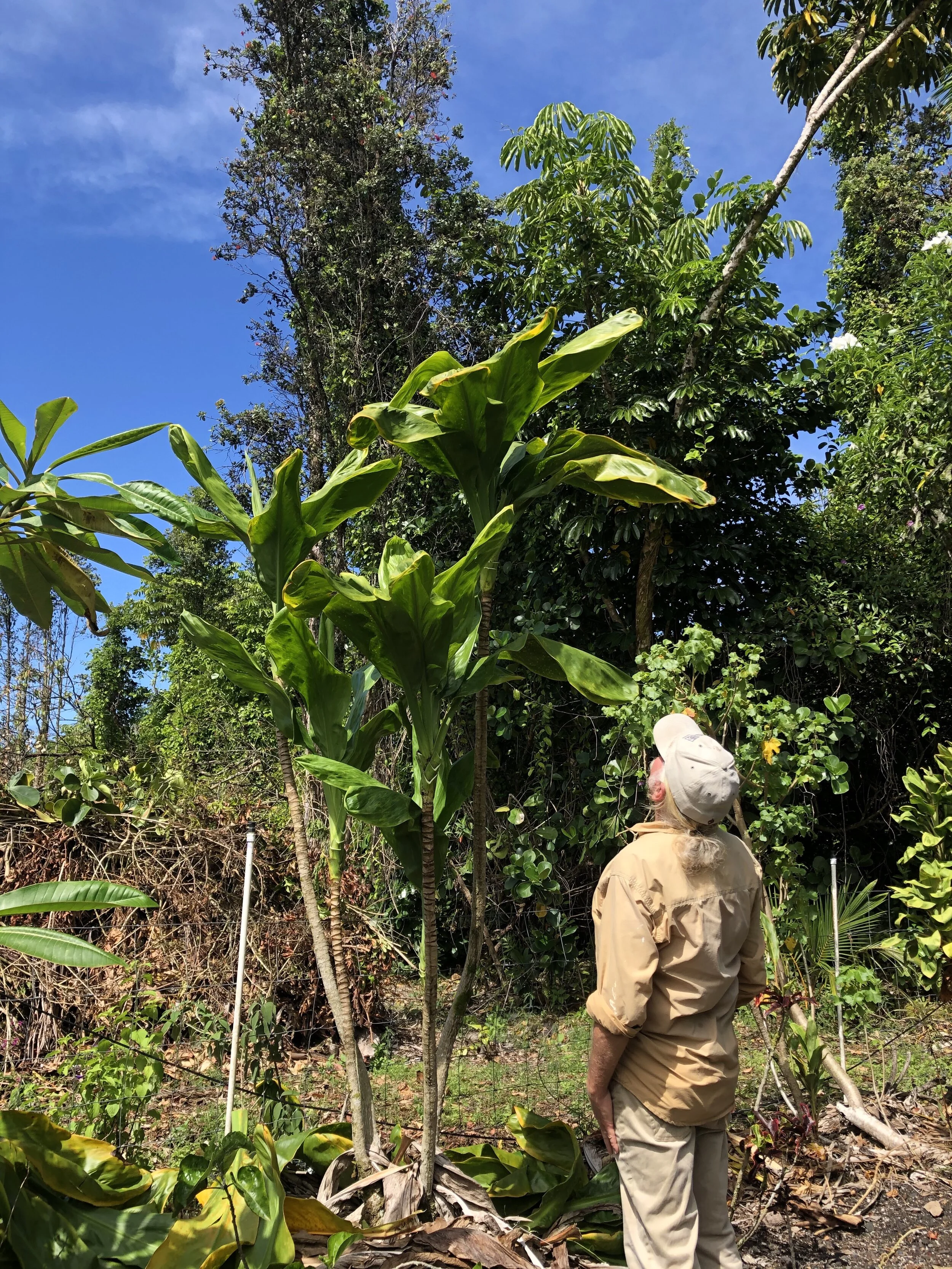 Cordyline terminalis 'King Kamehameha' & cliff.jpg