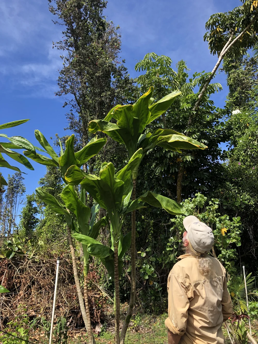 Cordyline terminalis 