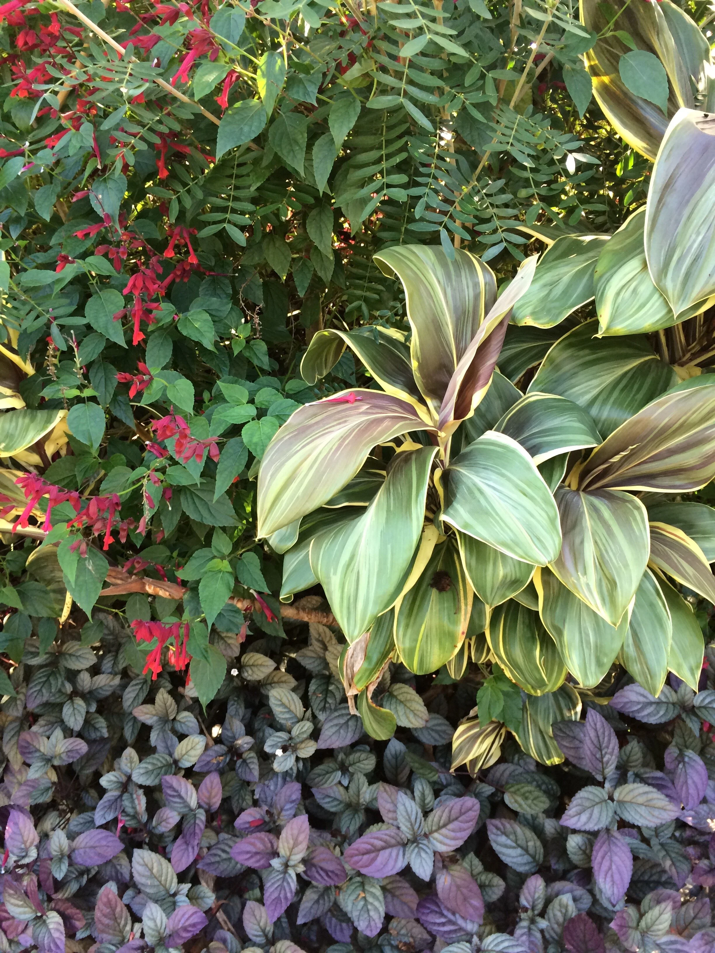 Cordyline terminalis 'Miss Andrea' (1).jpg