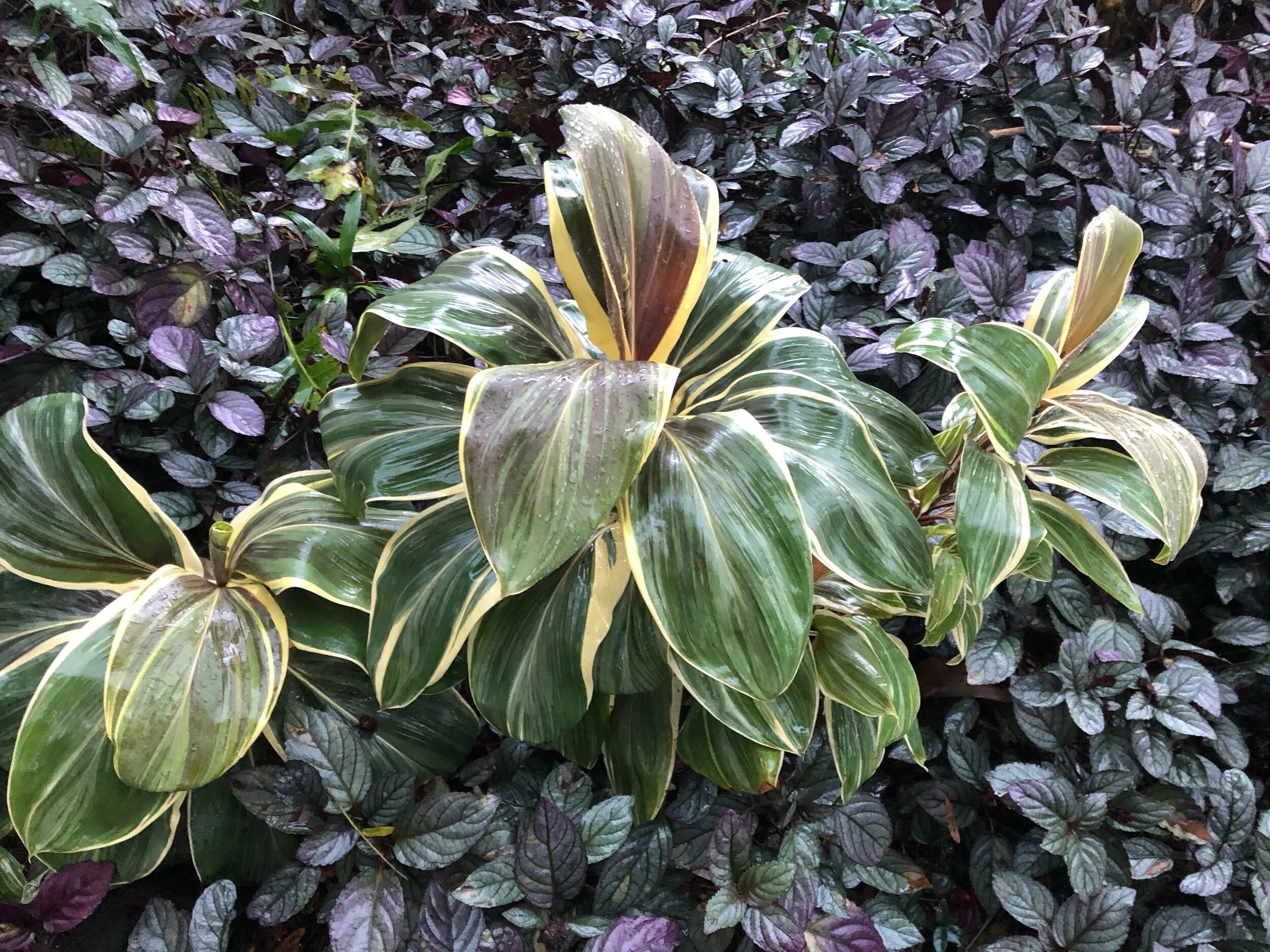 Cordyline terminalis 'Miss Andrea' (2).jpg