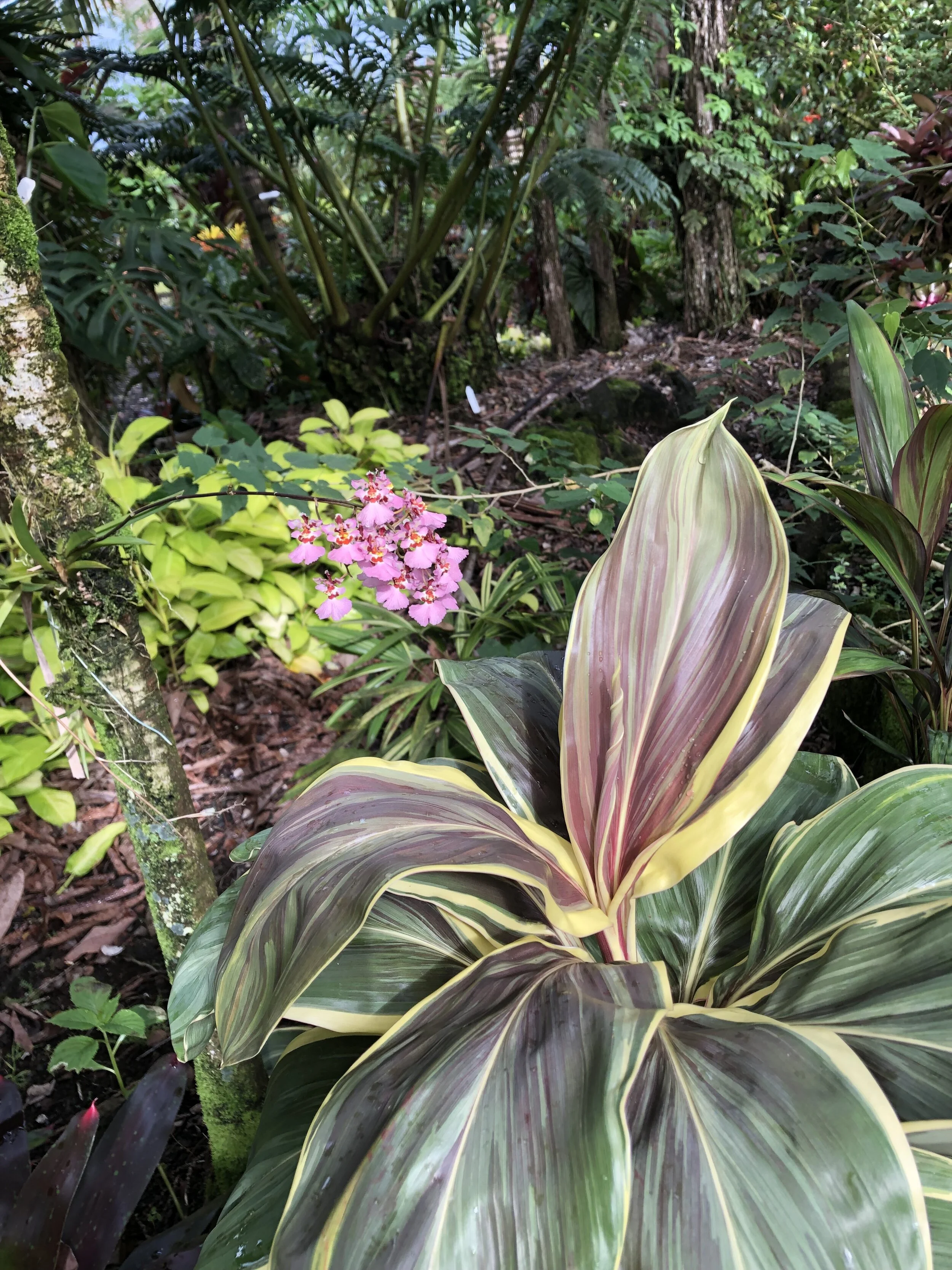 Cordyline terminalis 'Miss Andrea' (3).jpg