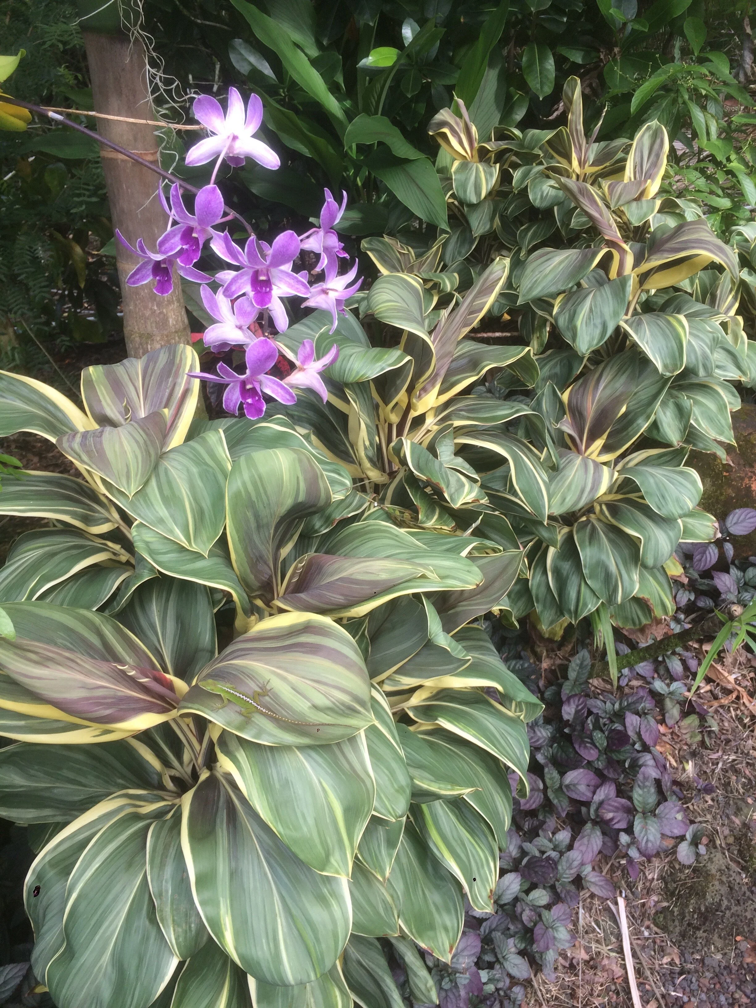 Cordyline terminalis 'Miss Andrea' (4).jpg