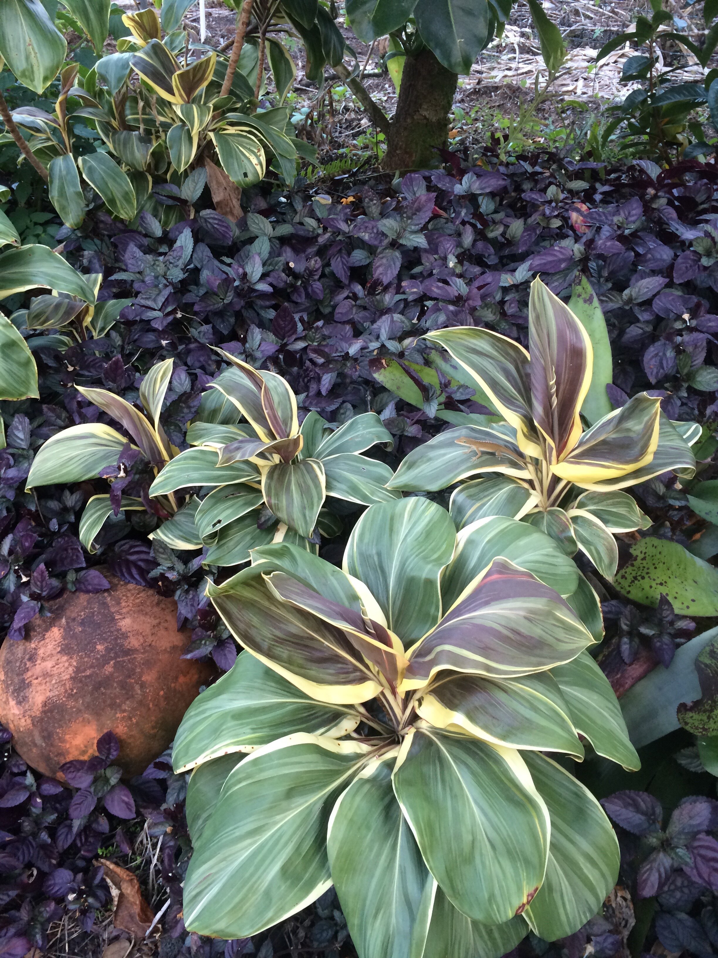 Cordyline terminalis 'Miss Andrea' (5).jpg