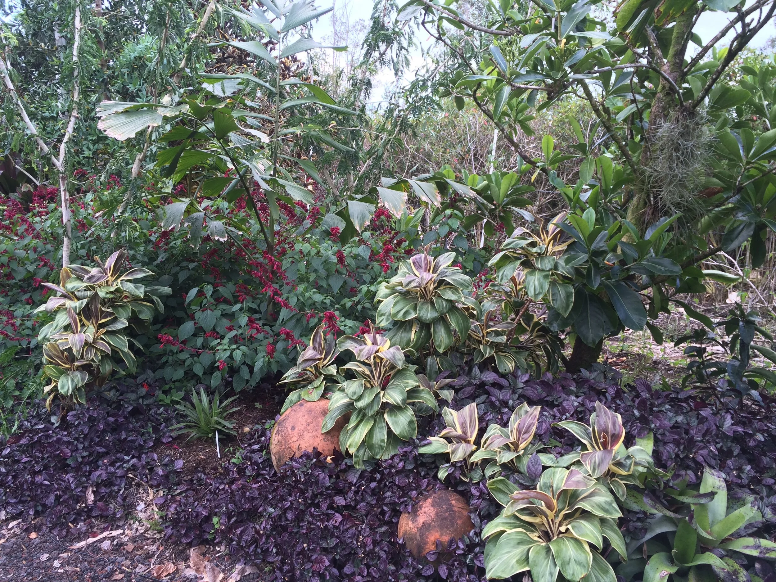 Cordyline terminalis 'Miss Andrea' (7).jpg
