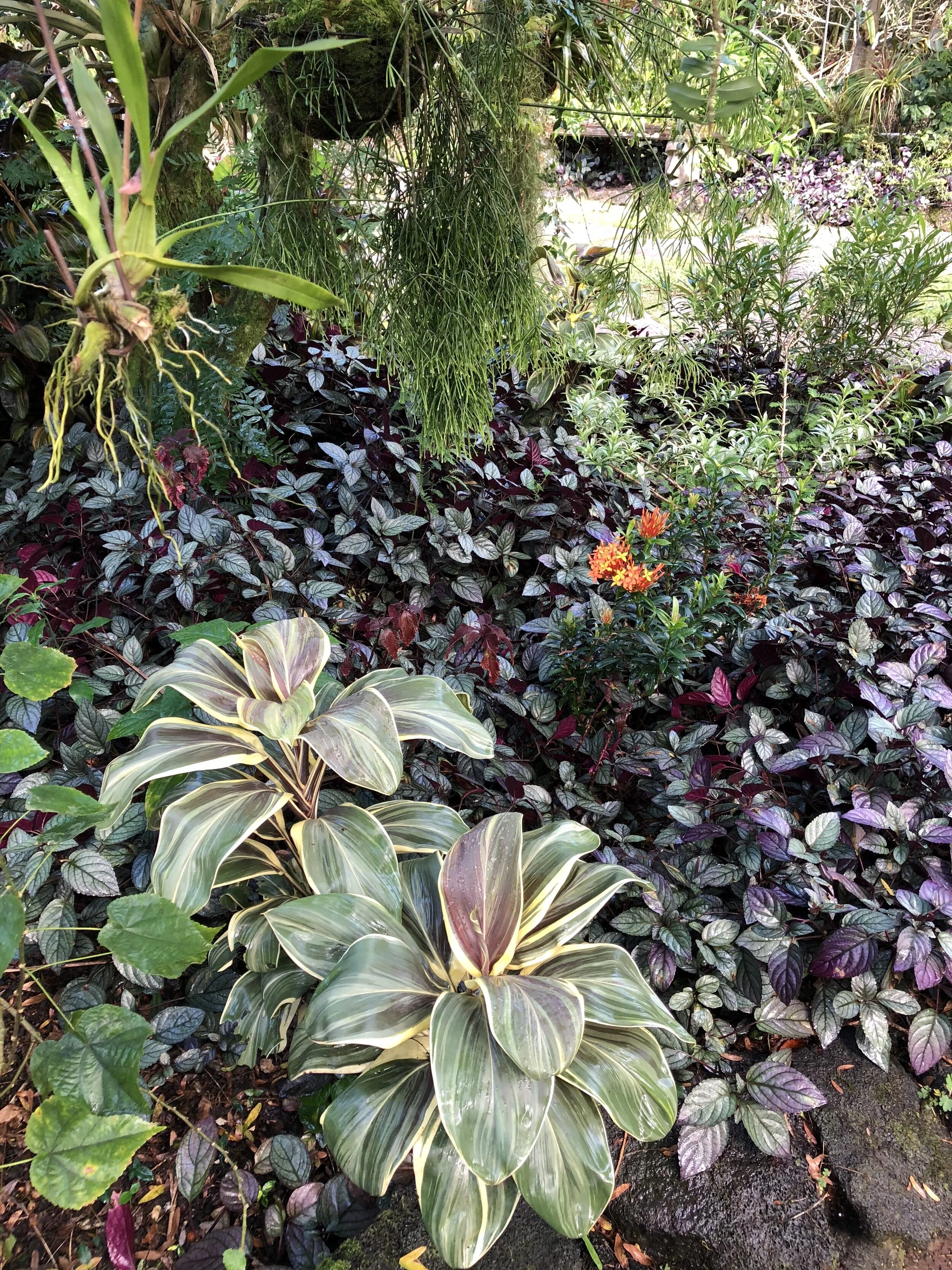 Cordyline terminalis 'Miss Andrea' (6).jpg
