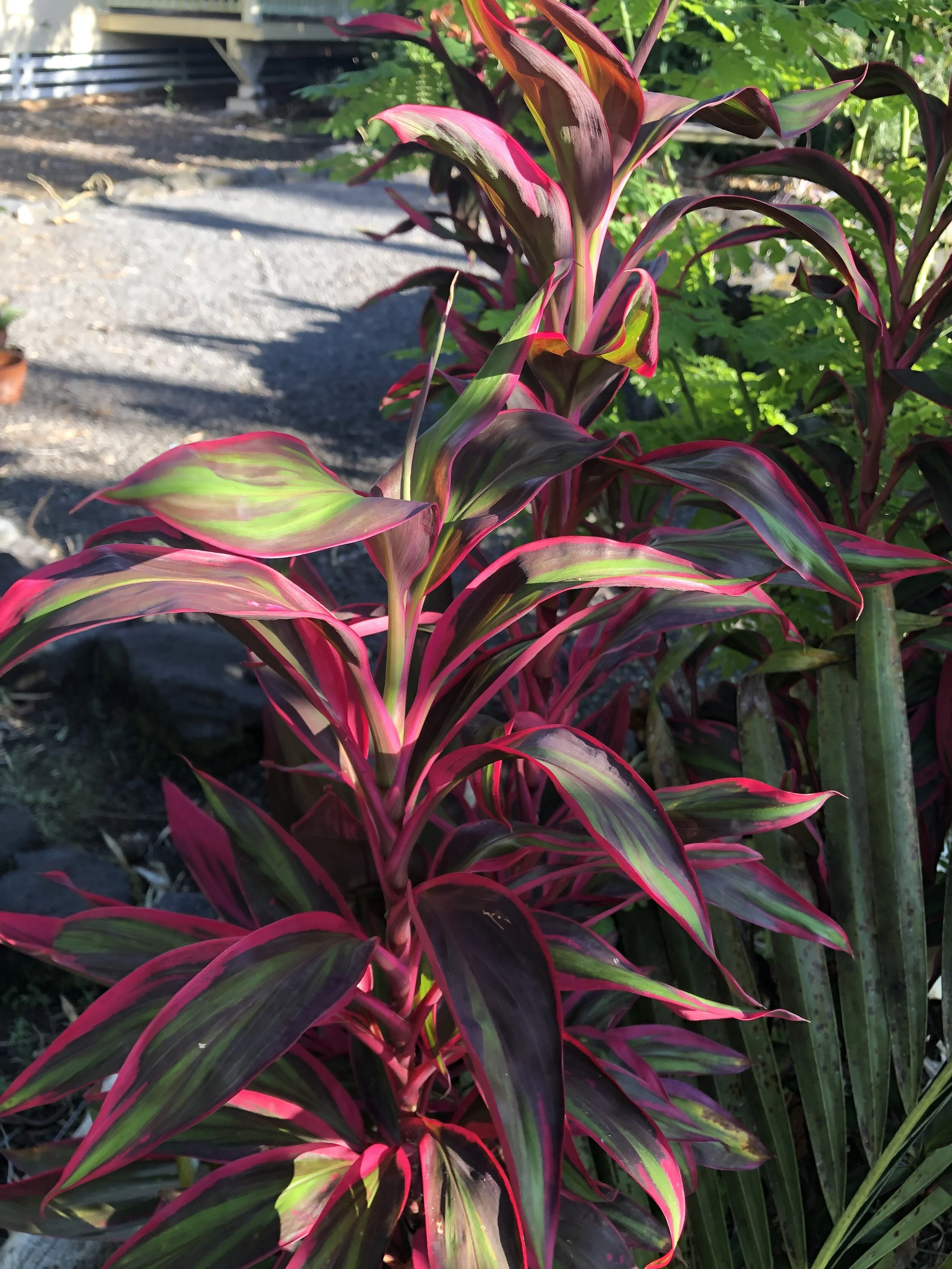 Cordyline terminalis 'Pink Ballerina' (mini) (1).jpg