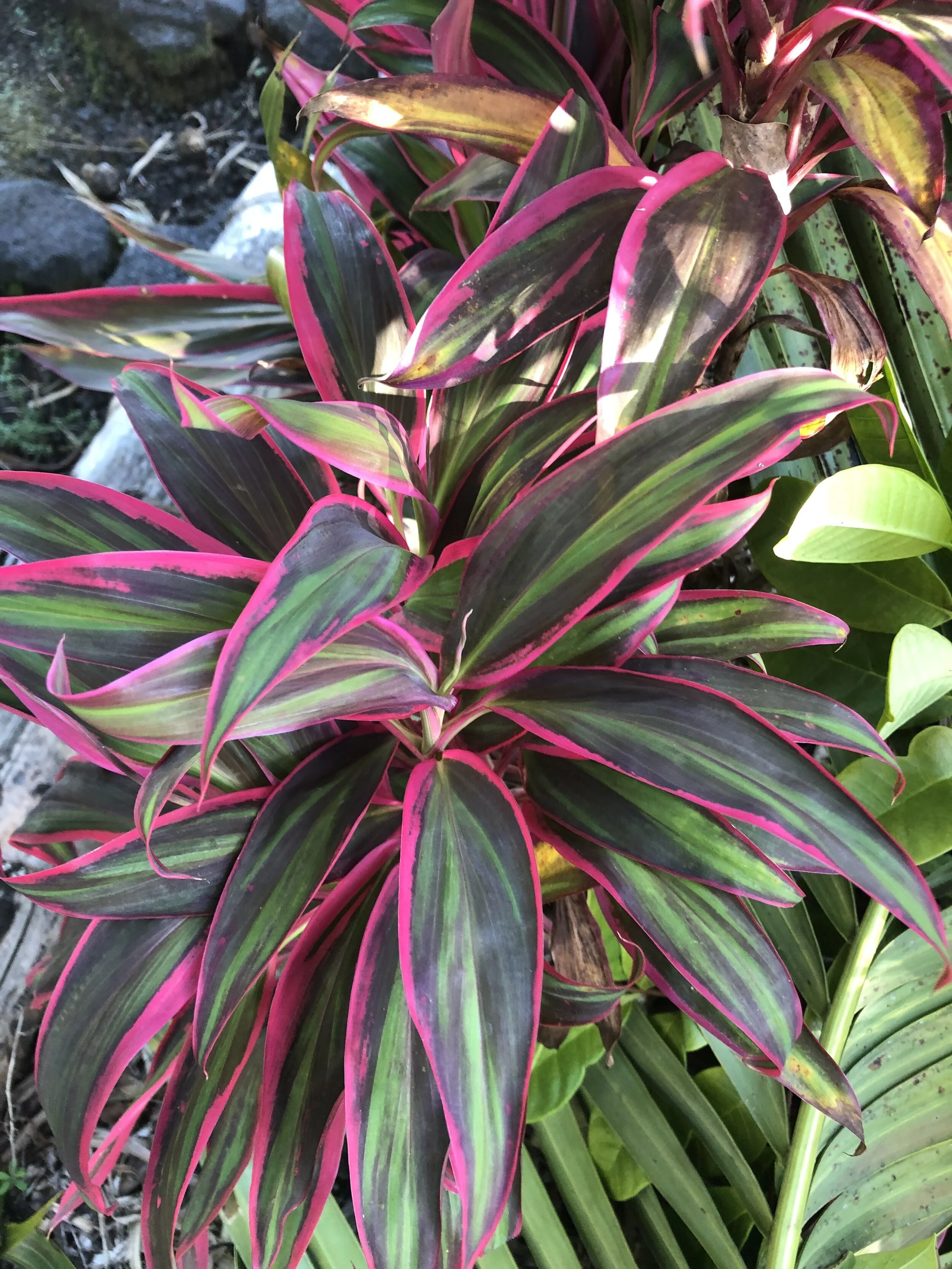 Cordyline terminalis 'Pink Ballerina' (mini) (2).jpg