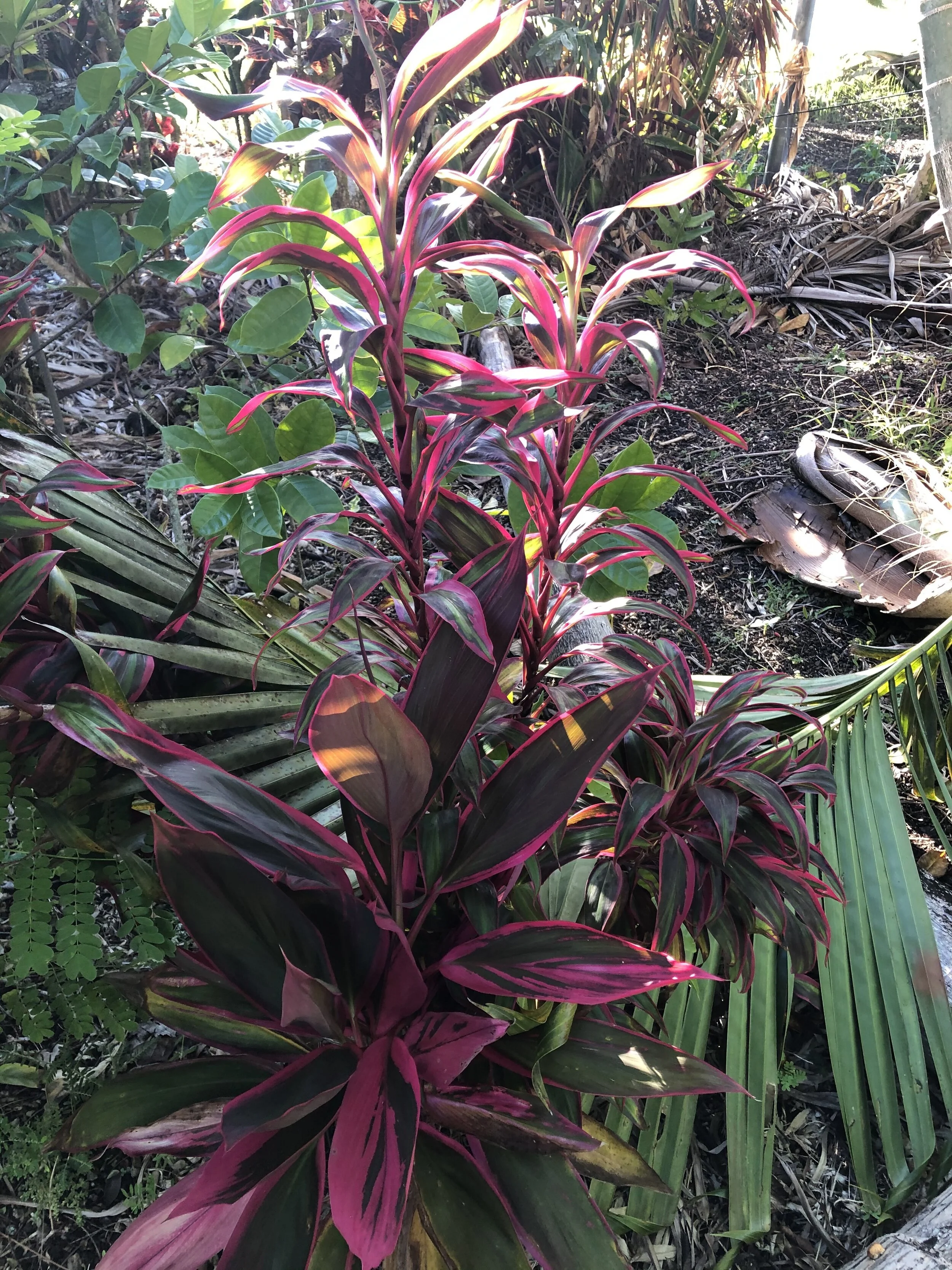 Cordyline terminalis 'Pink Ballerina' (mini).jpg