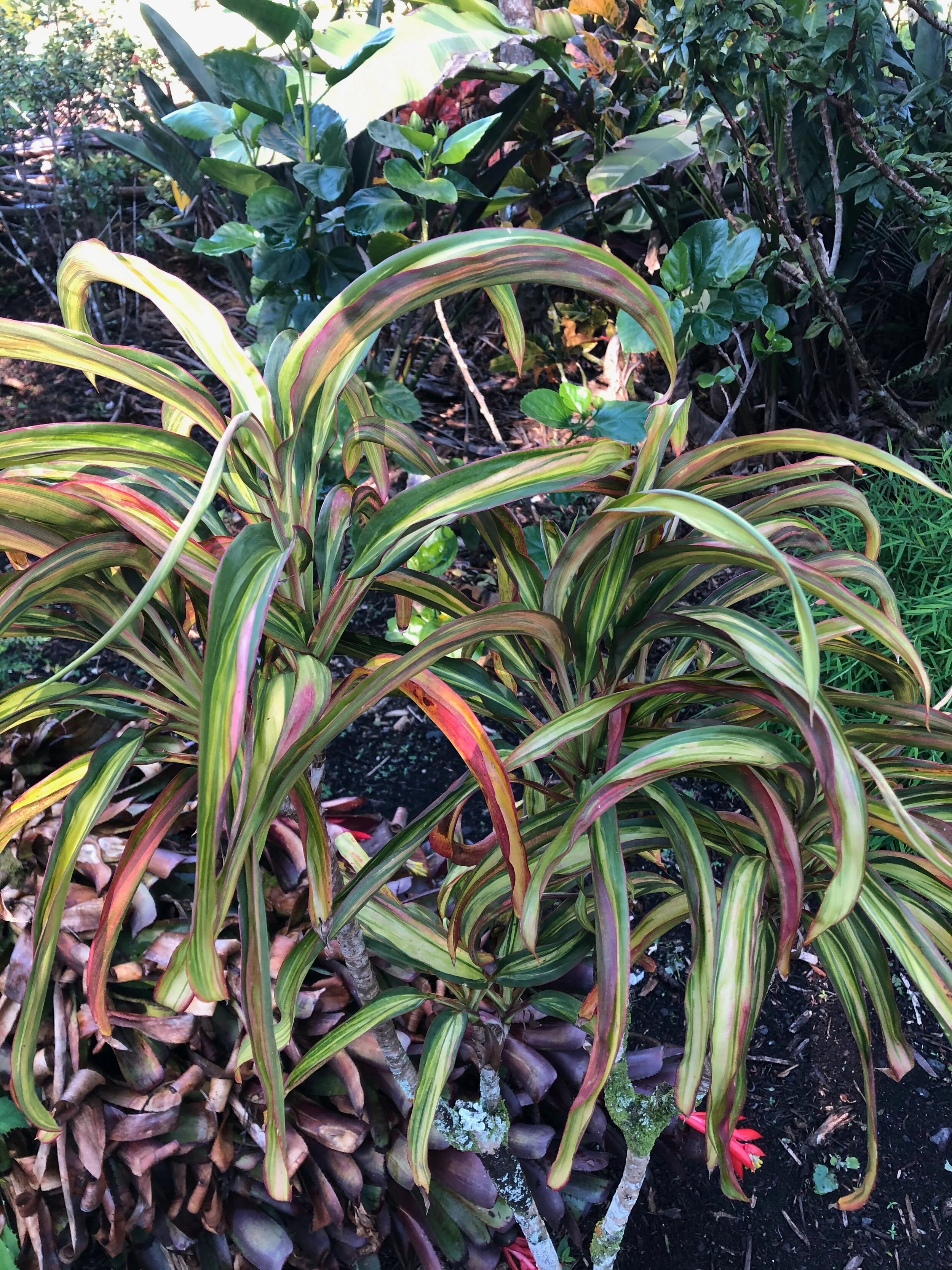 Cordyline terminalis 'Rachel's Gold'.jpg