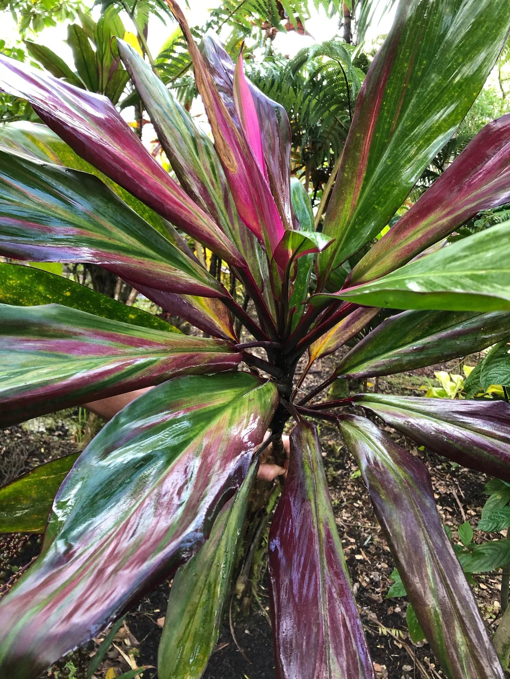 drachenbaum anzucht Dracaena Draco main image 1