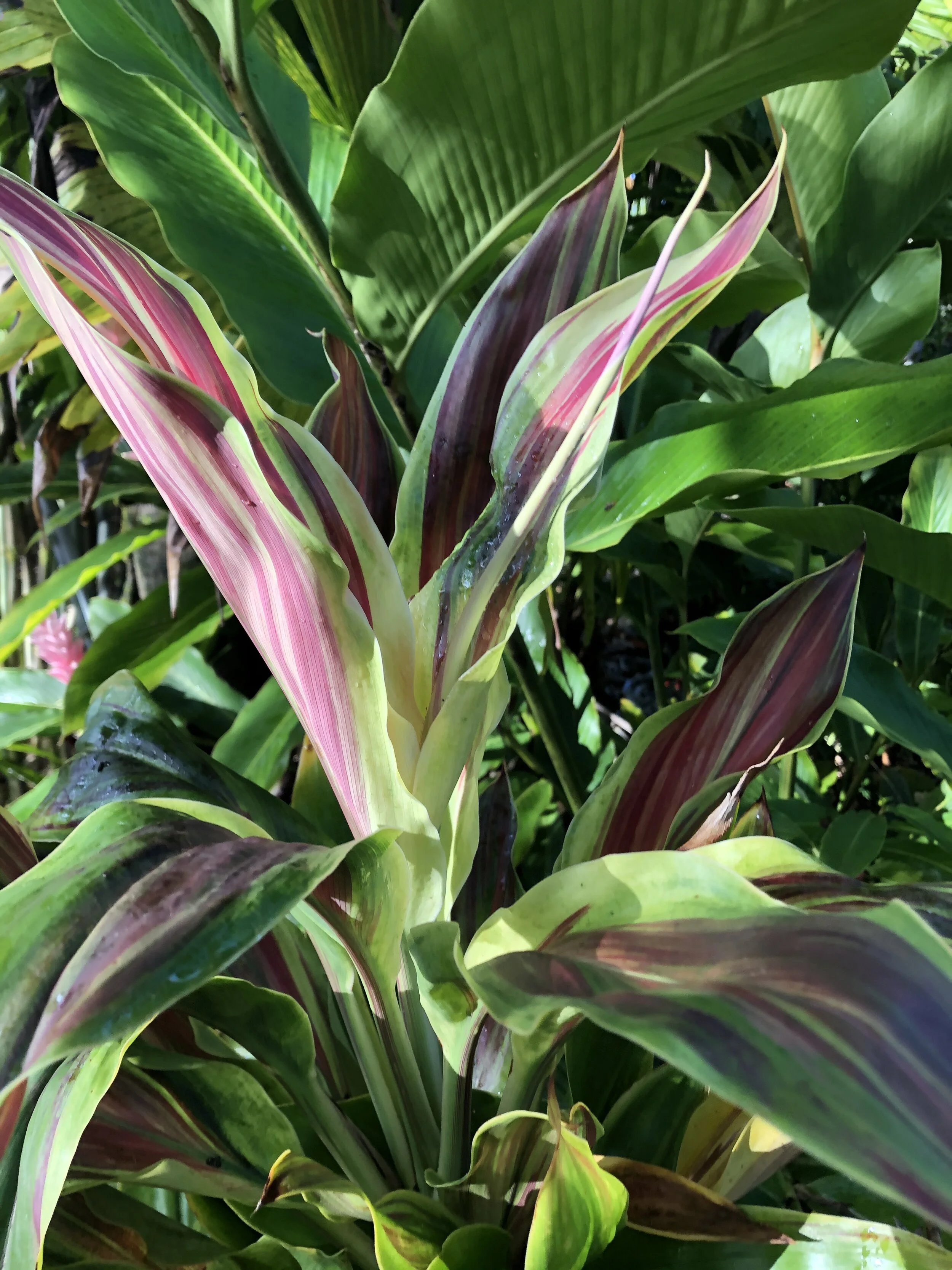 Cordyline terminalis 'Tricolor' (T&T).jpg