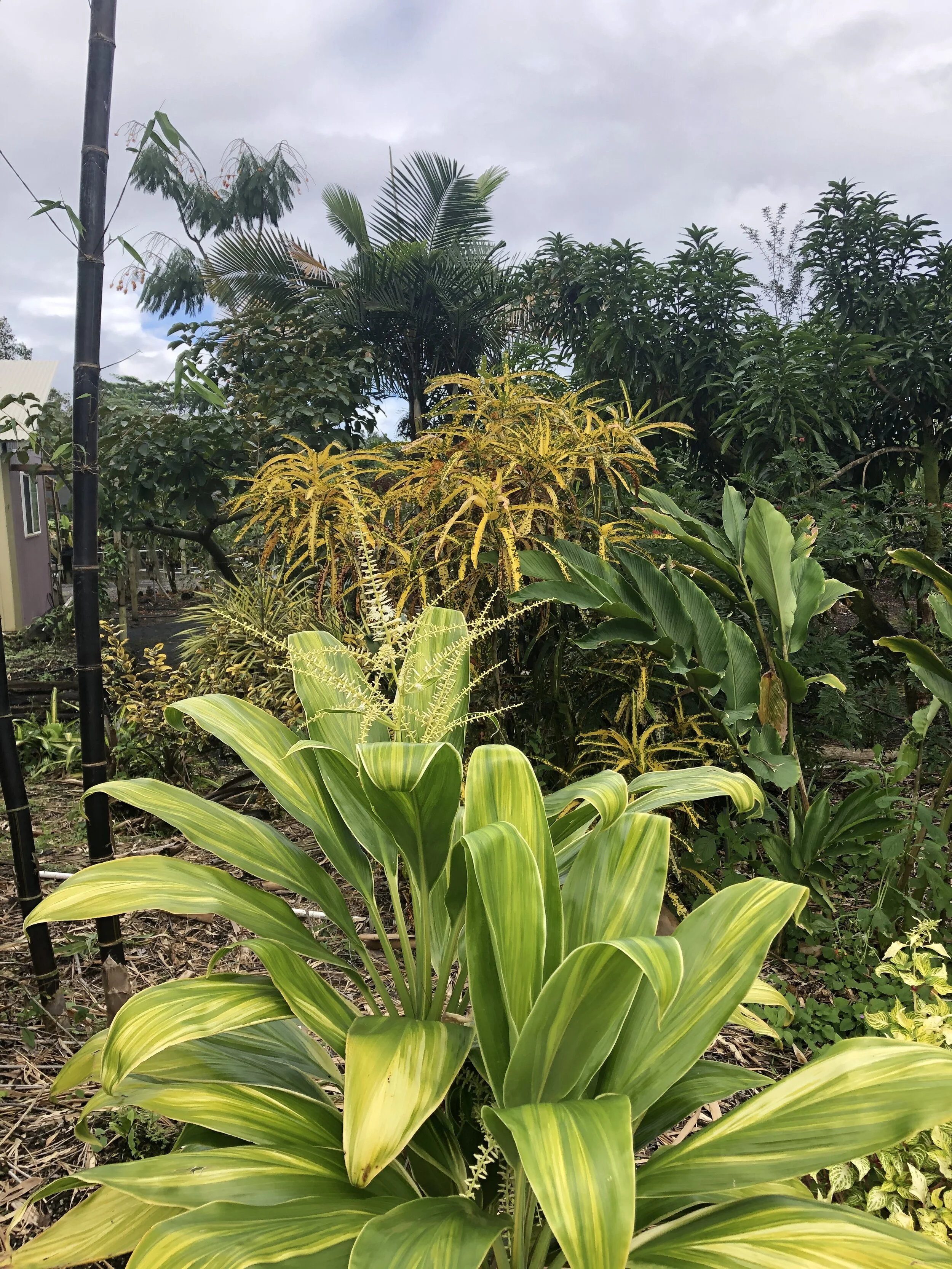 Cordyline terminalis 'Ua Poa'.jpg
