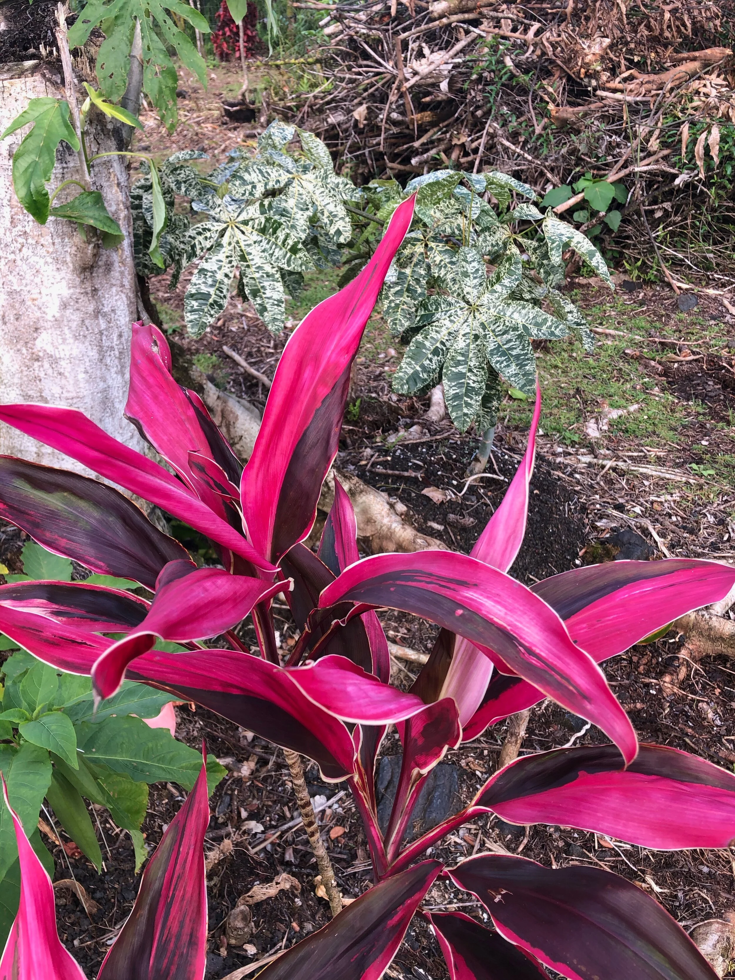 Cordyline terminalis ‘Gold Edge Red Sister' (2).jpg