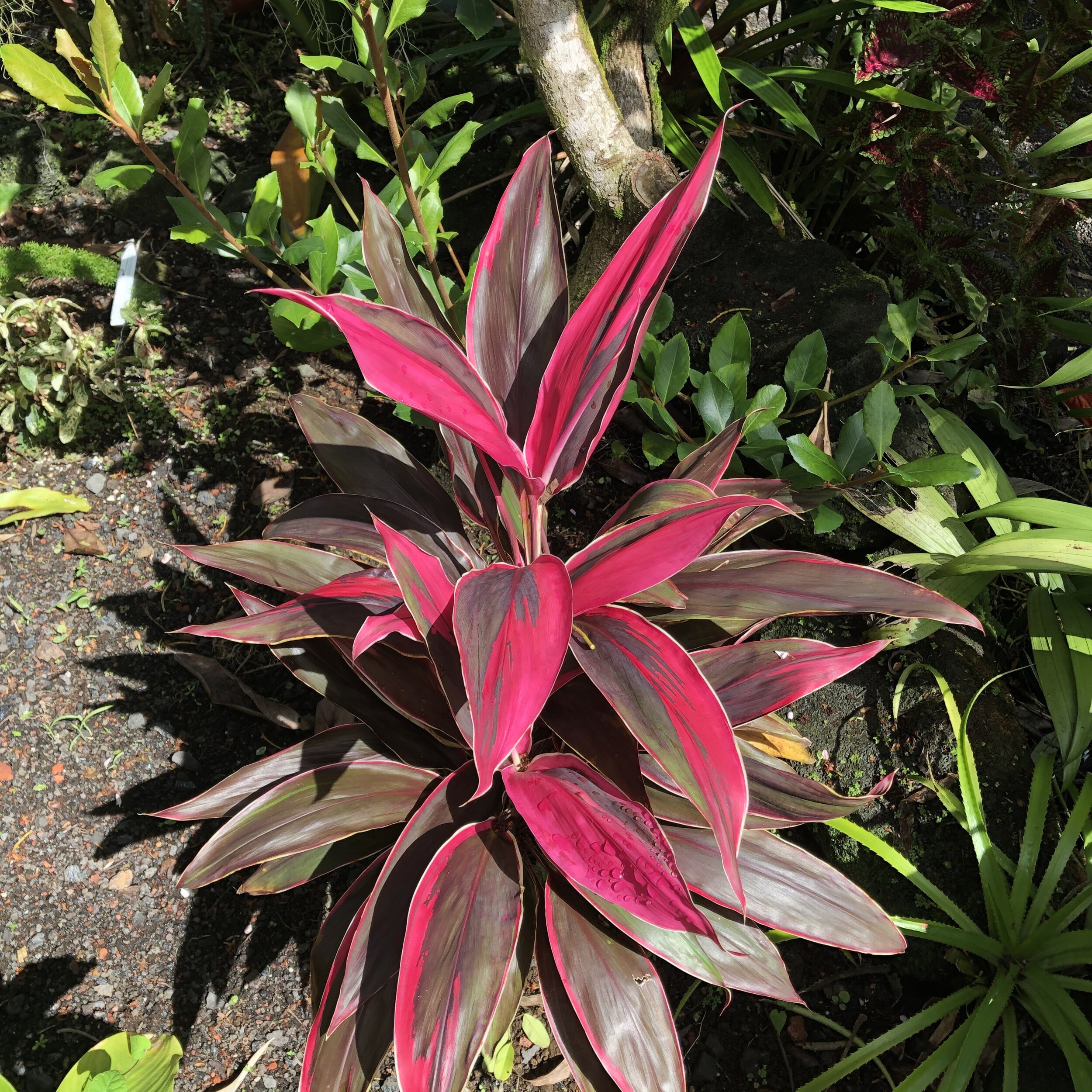 Cordyline terminalis ‘Gold Edge Red Sister'.jpg