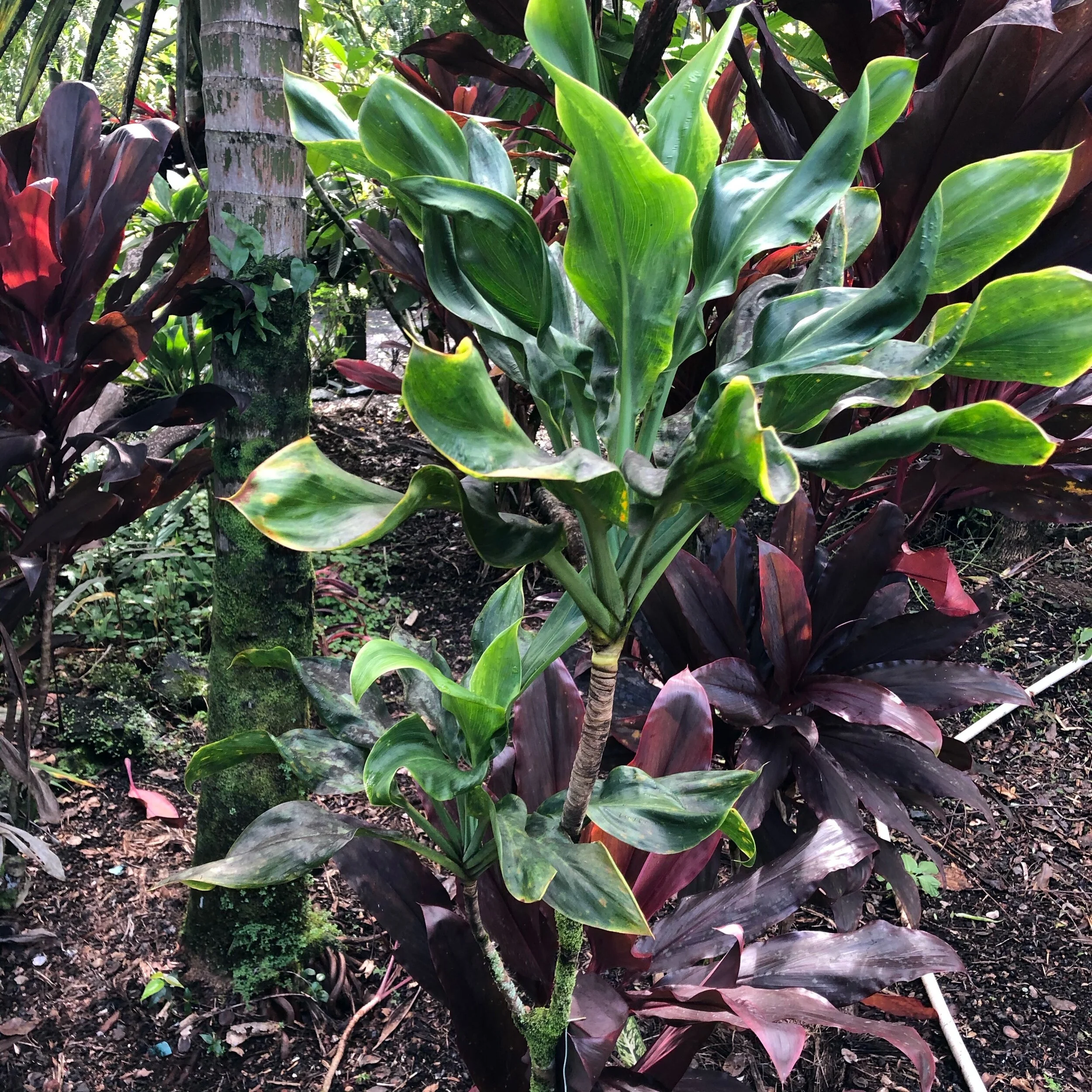 Cordyline terminalis ‘Kahuna' (2).jpg