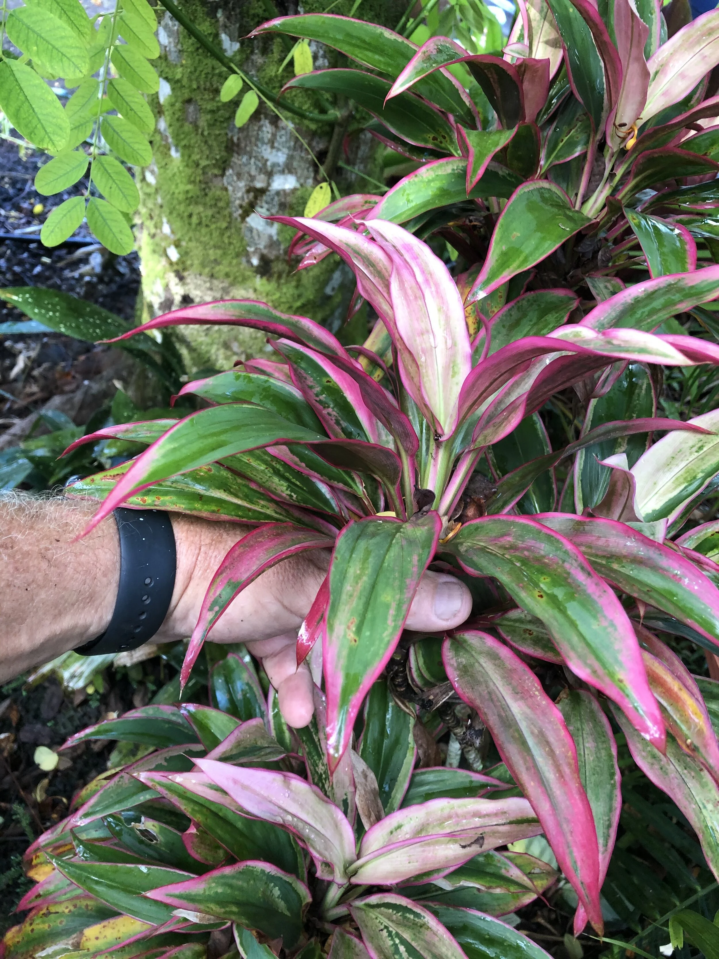 Cordyline terminalis (Mini Pink) (2).jpg