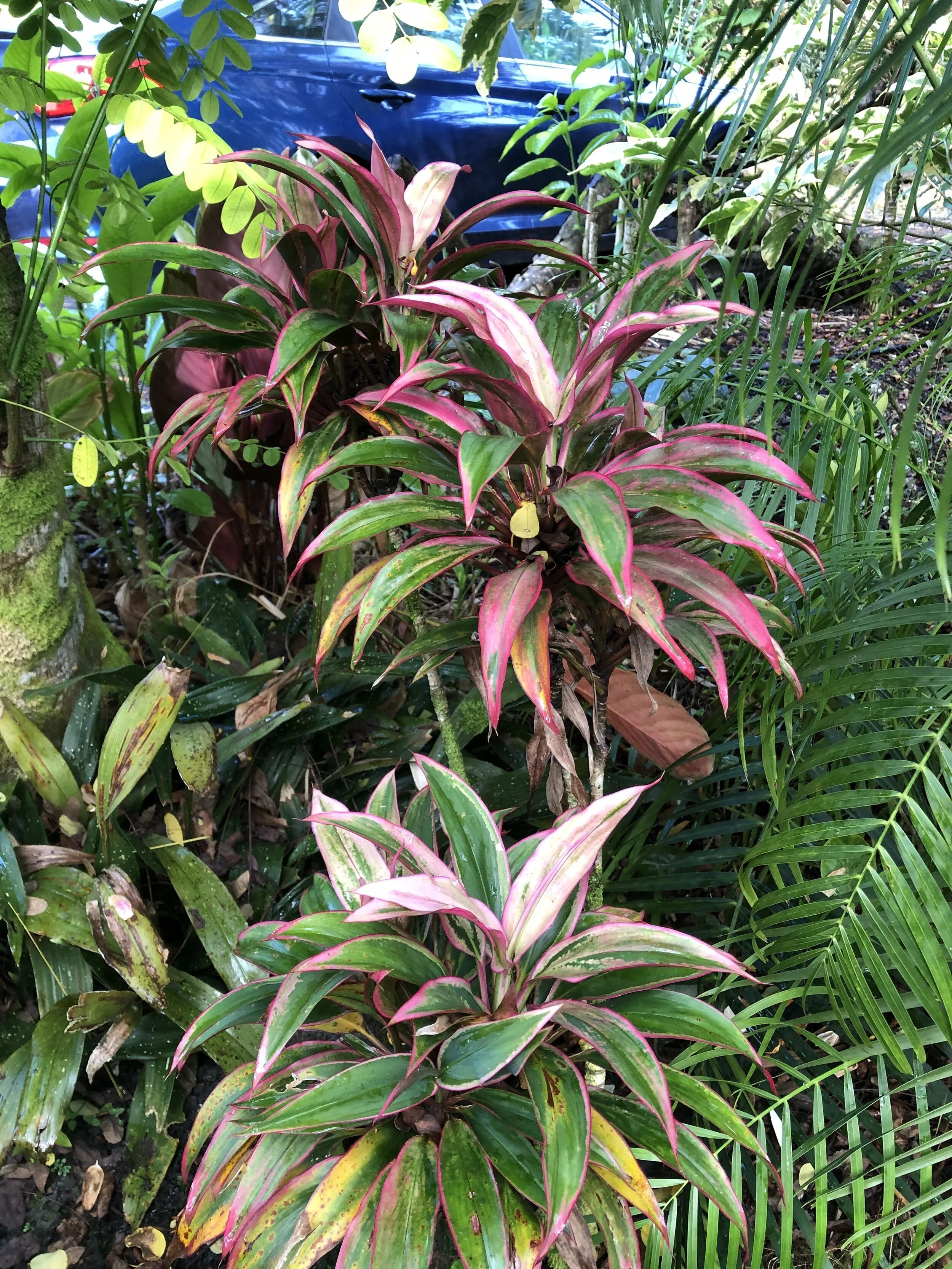 Cordyline terminalis (Mini Pink) (1).jpg