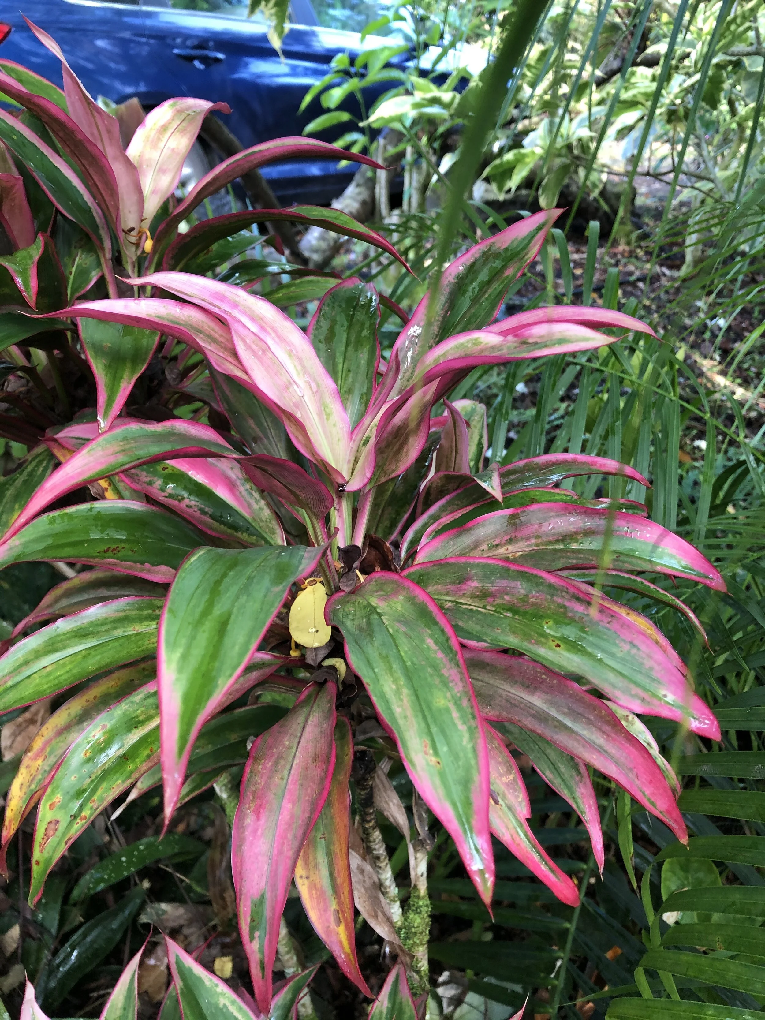 Cordyline terminalis (Mini Pink).jpg