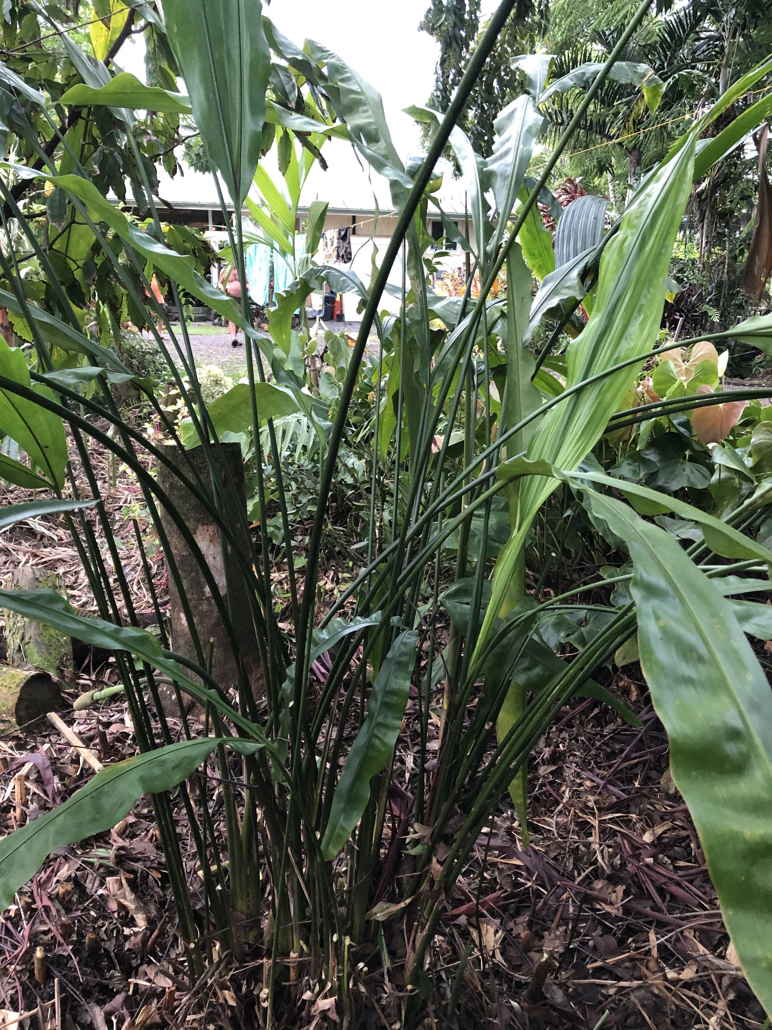 Cyclanthus bipartitus (3).jpg