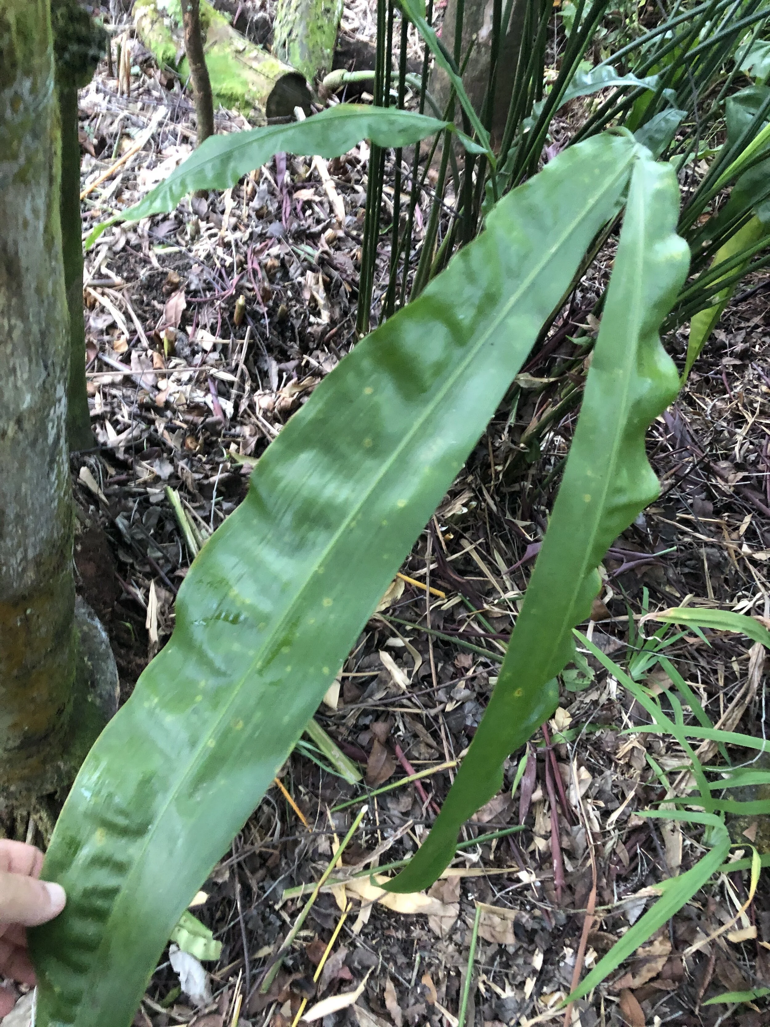 Cyclanthus bipartitus (4).jpg