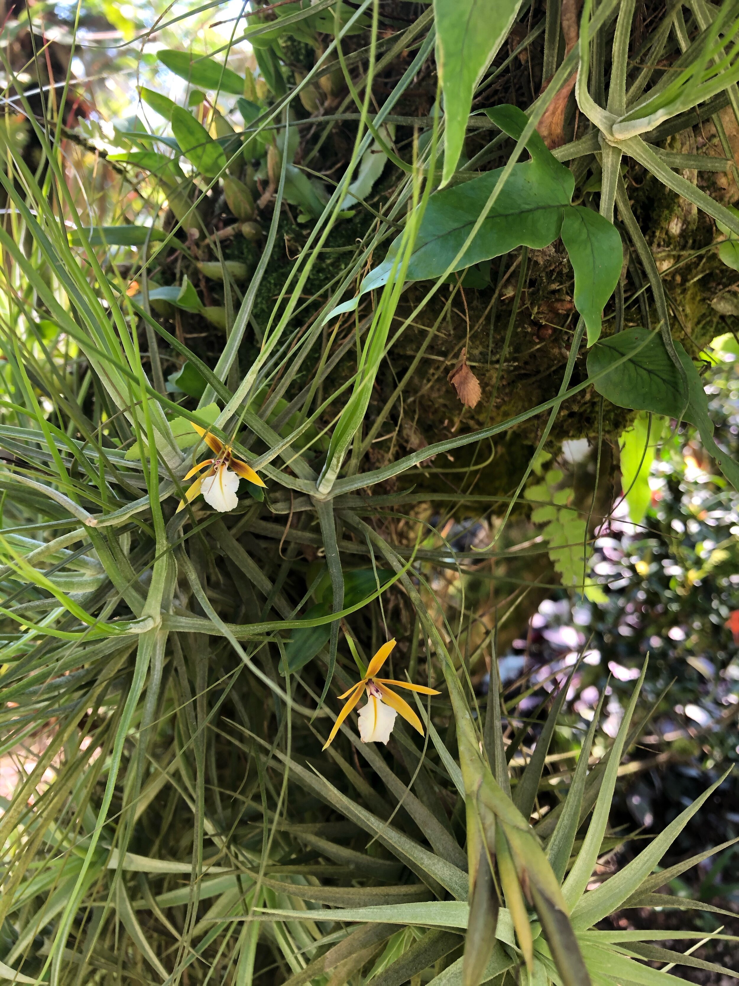 Dinema polybulbon (Encyclia).jpg