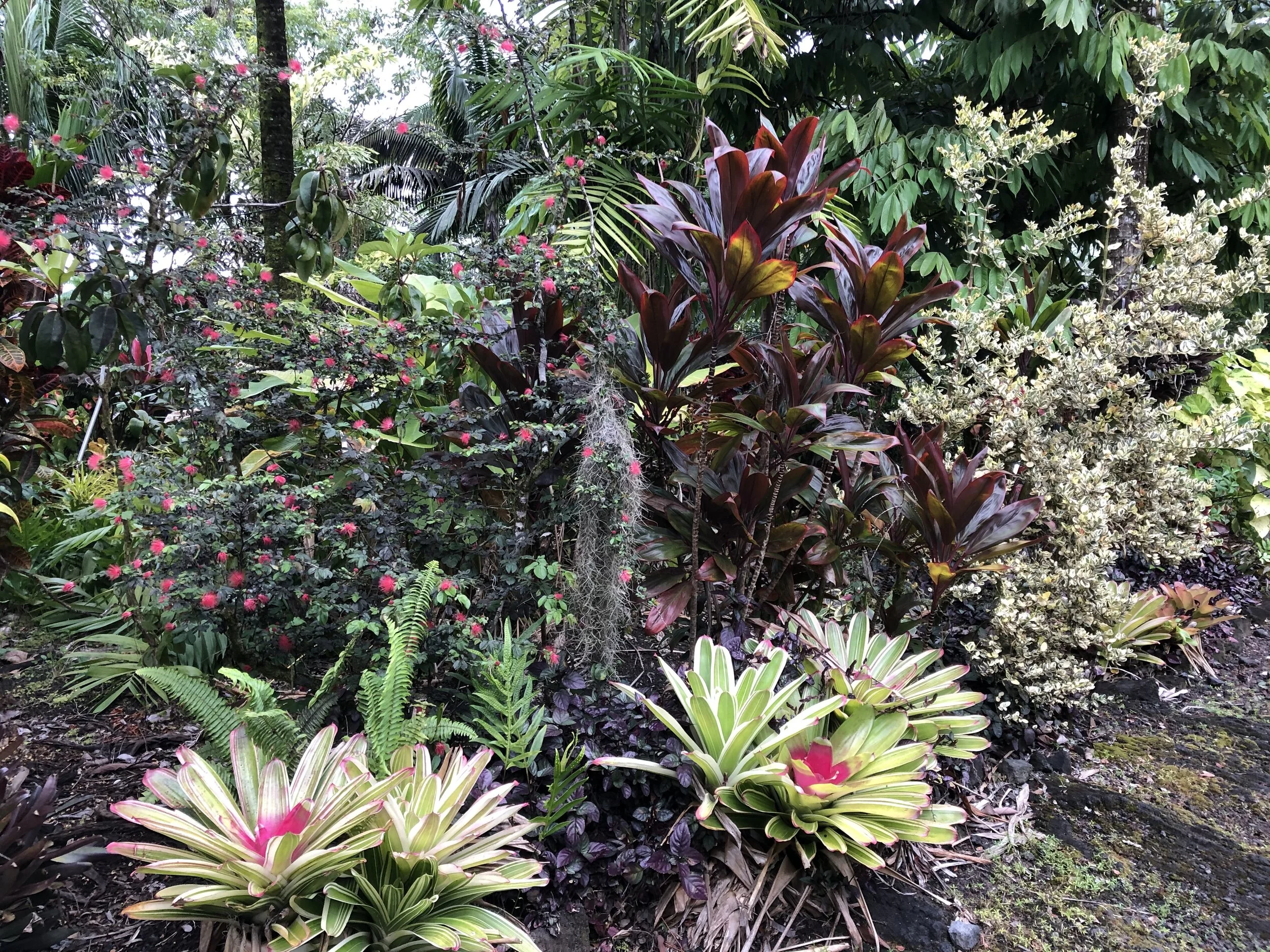 driveway bed  Neoregelia 'Dr. Jeffrey Block'.jpg