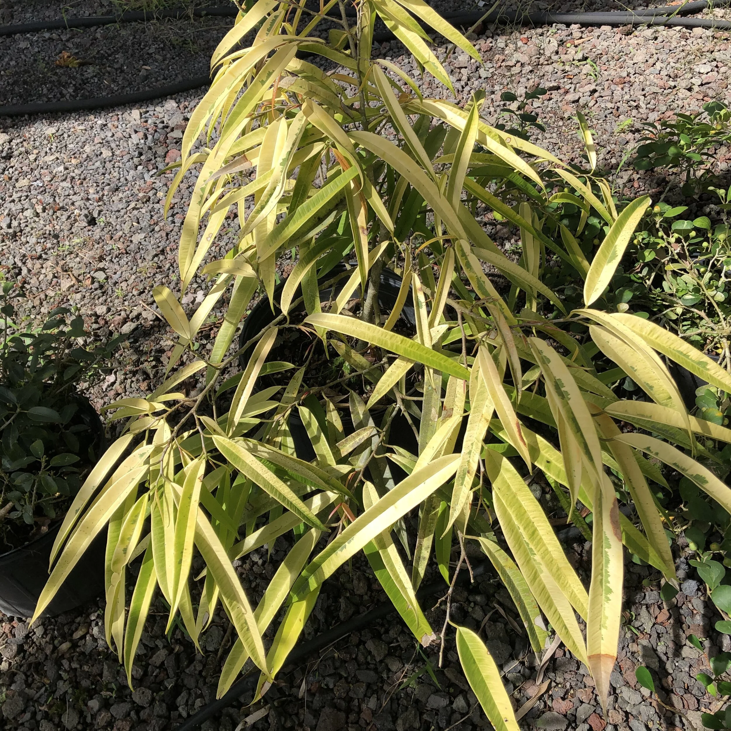 Ficus binnendijkii 'Amstel Gold' (1).jpg