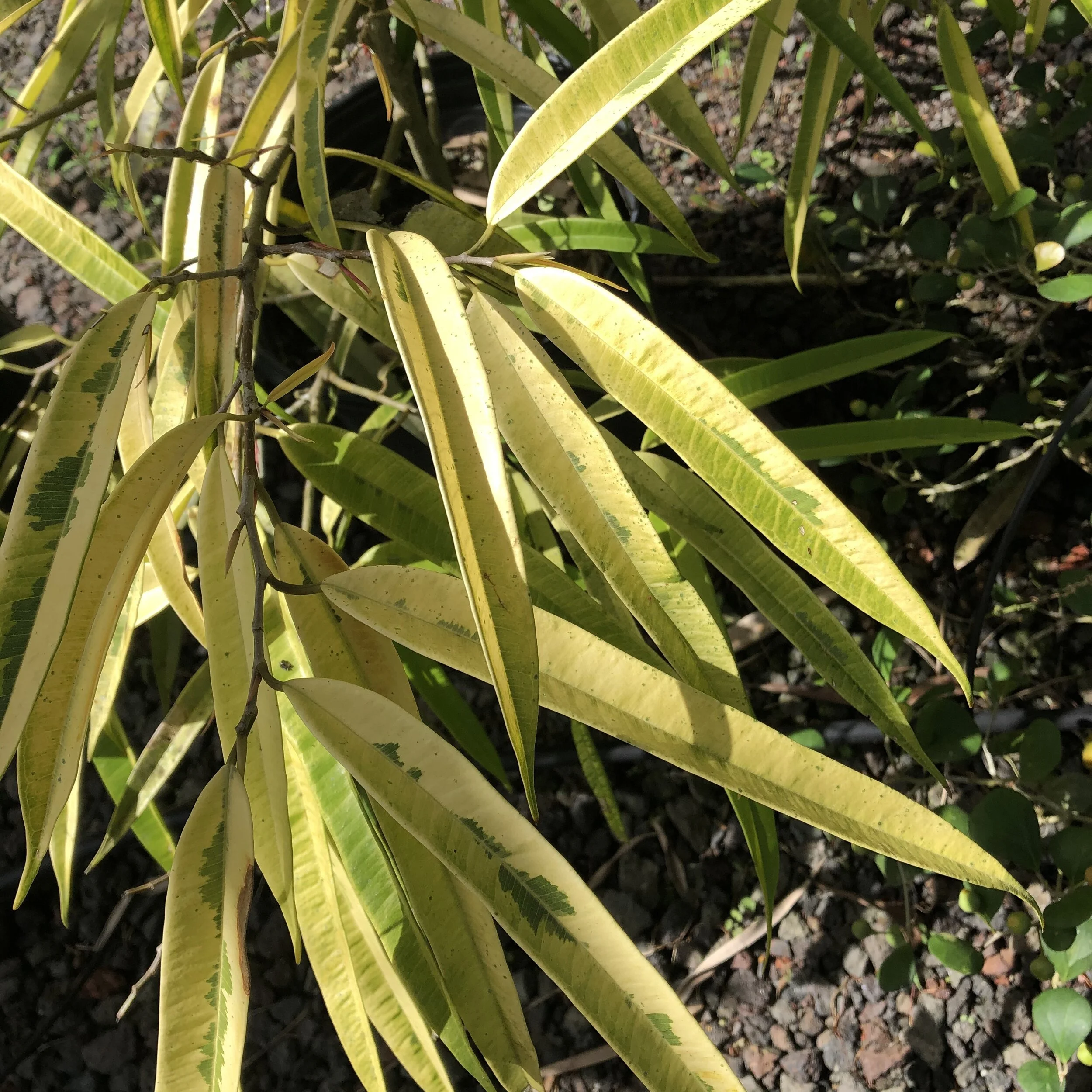 Ficus binnendijkii 'Amstel Gold' (3).jpg