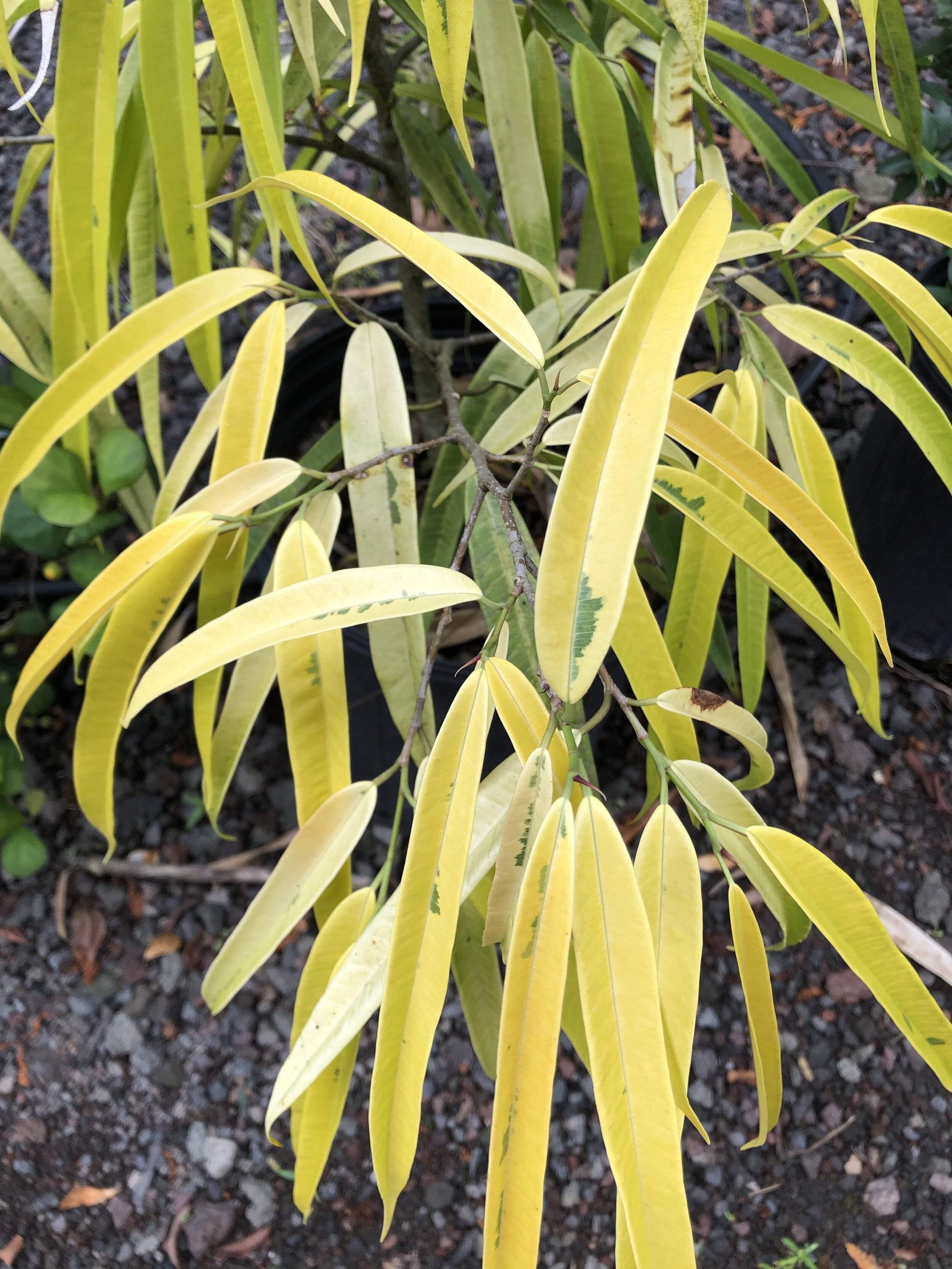 Ficus binnendijkii 'Amstel Gold'.jpg
