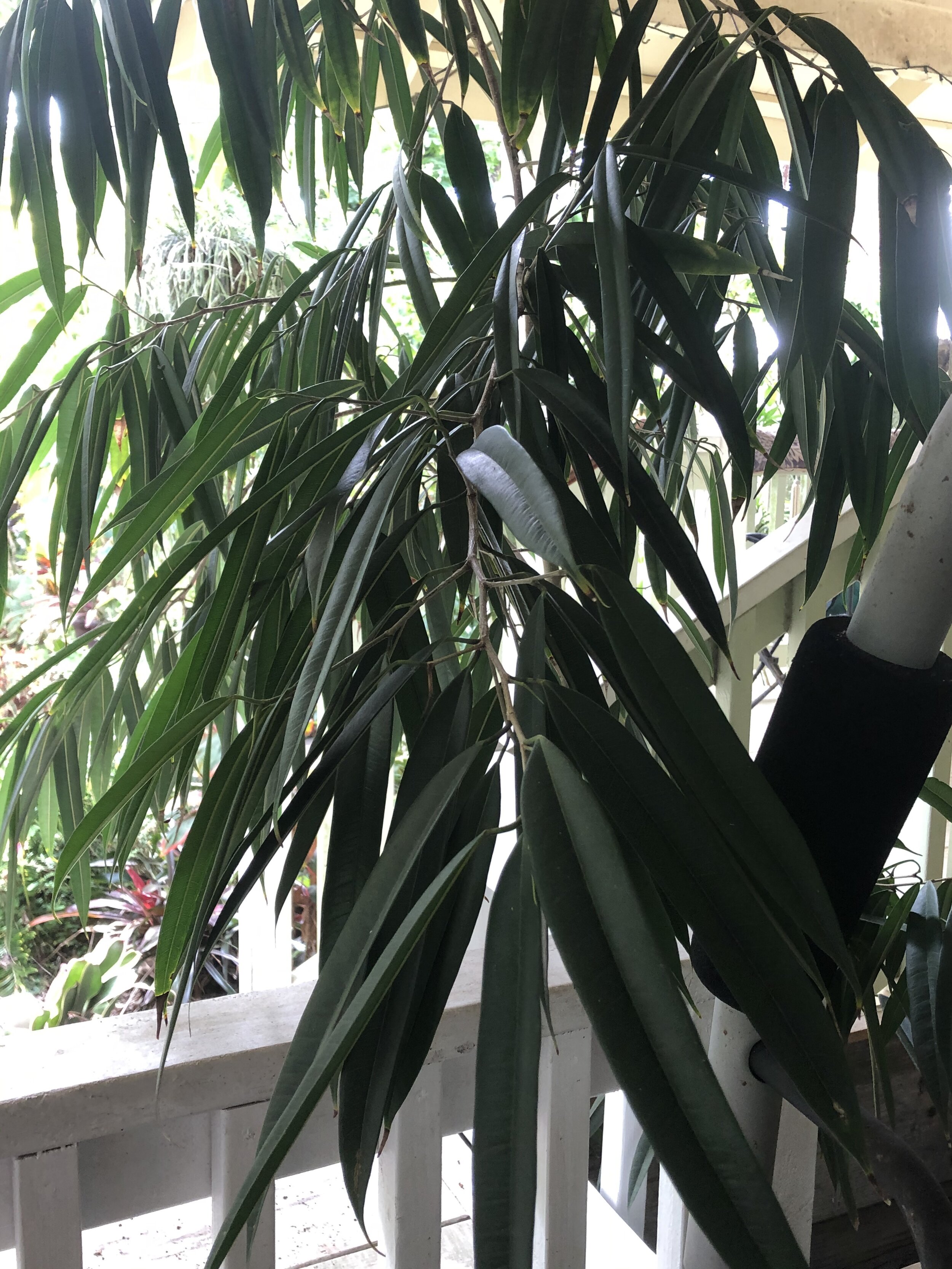 Ficus binnendijkii ‘Macdougalii’ (Syn. ‘Alii’).jpg