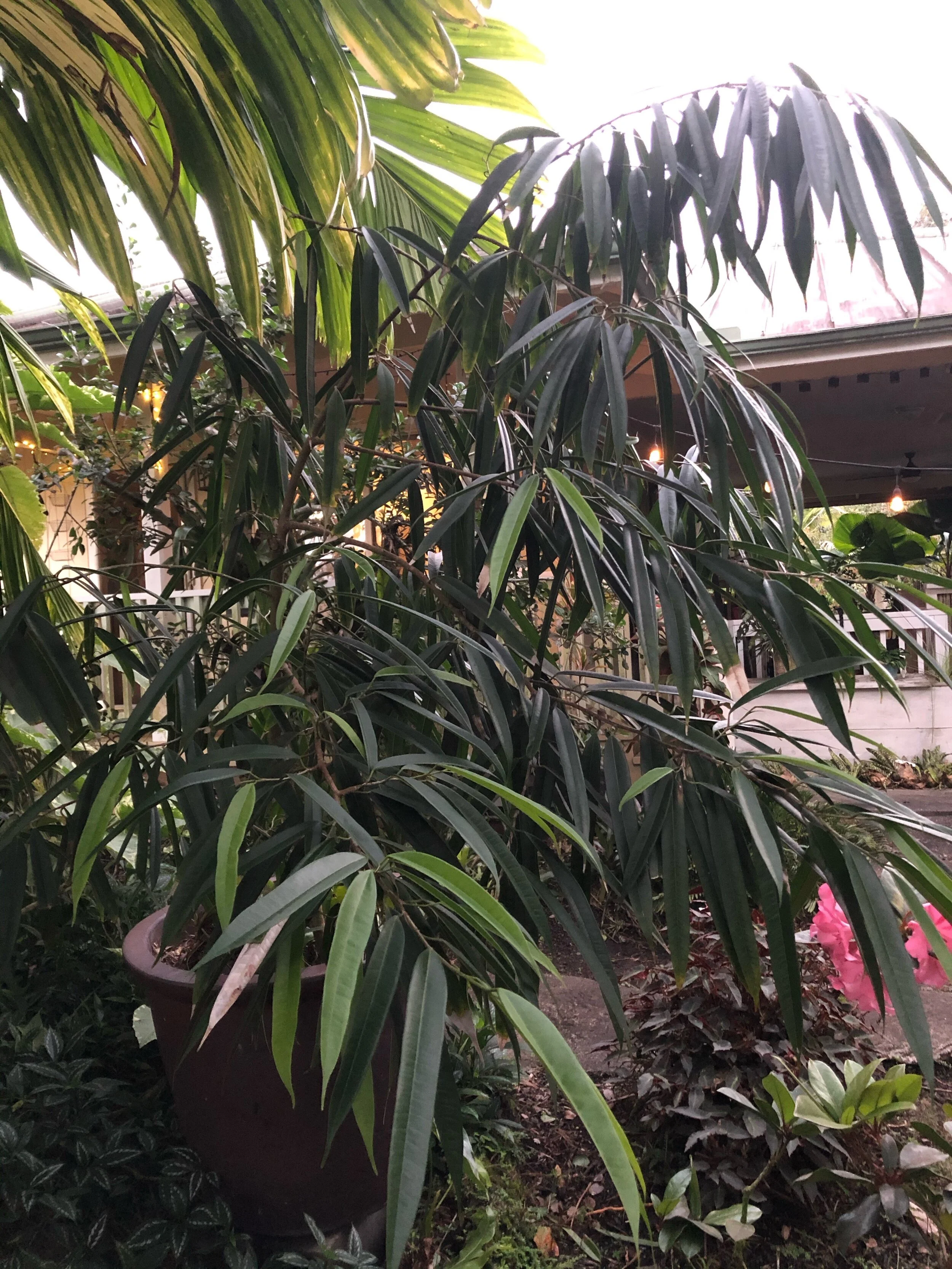 Ficus binnendijkii ‘Macdougalii’ (Syn. ‘Alii’) (1).jpg