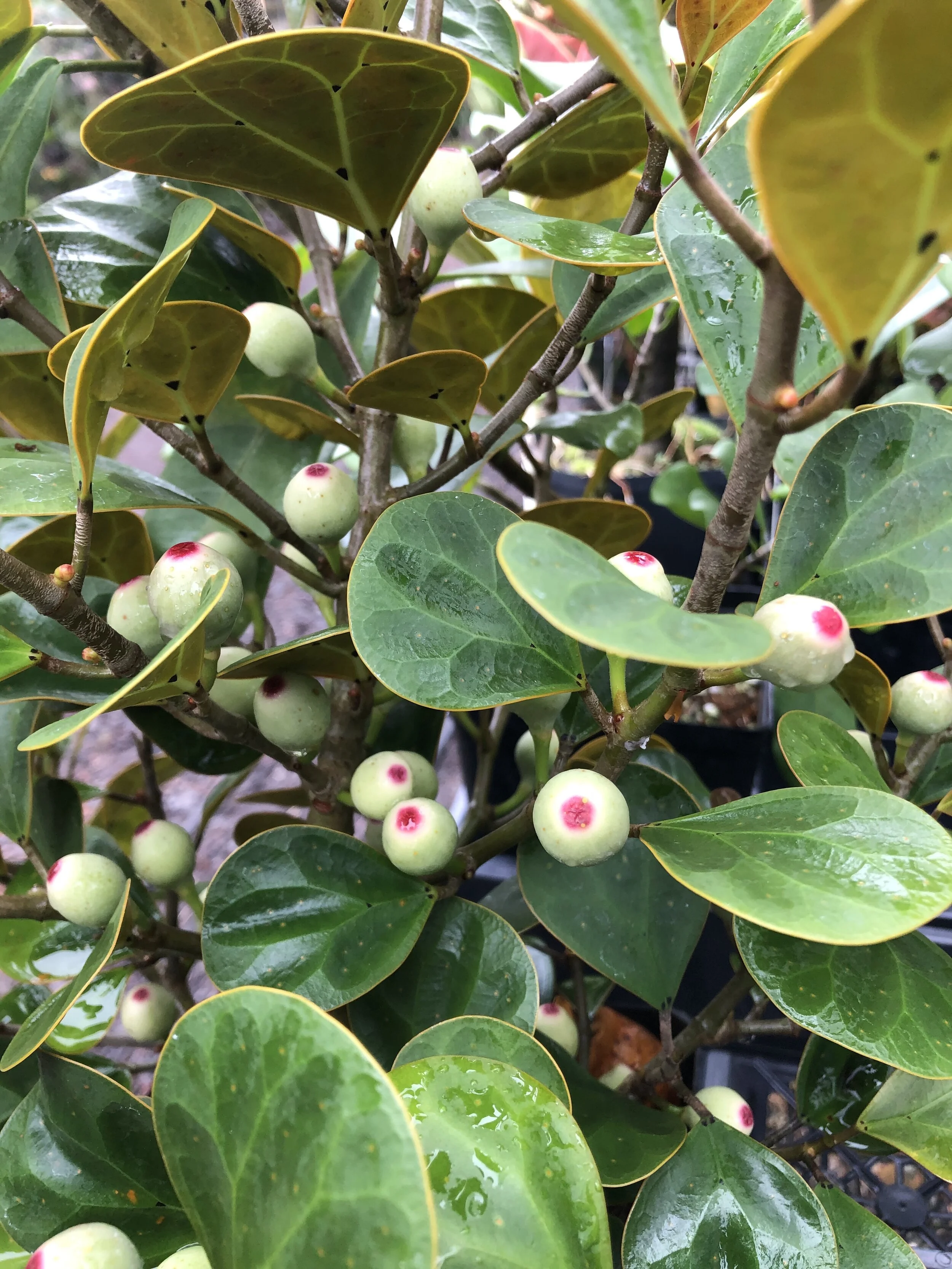 Ficus deltoidea '02' (largest clone).jpg