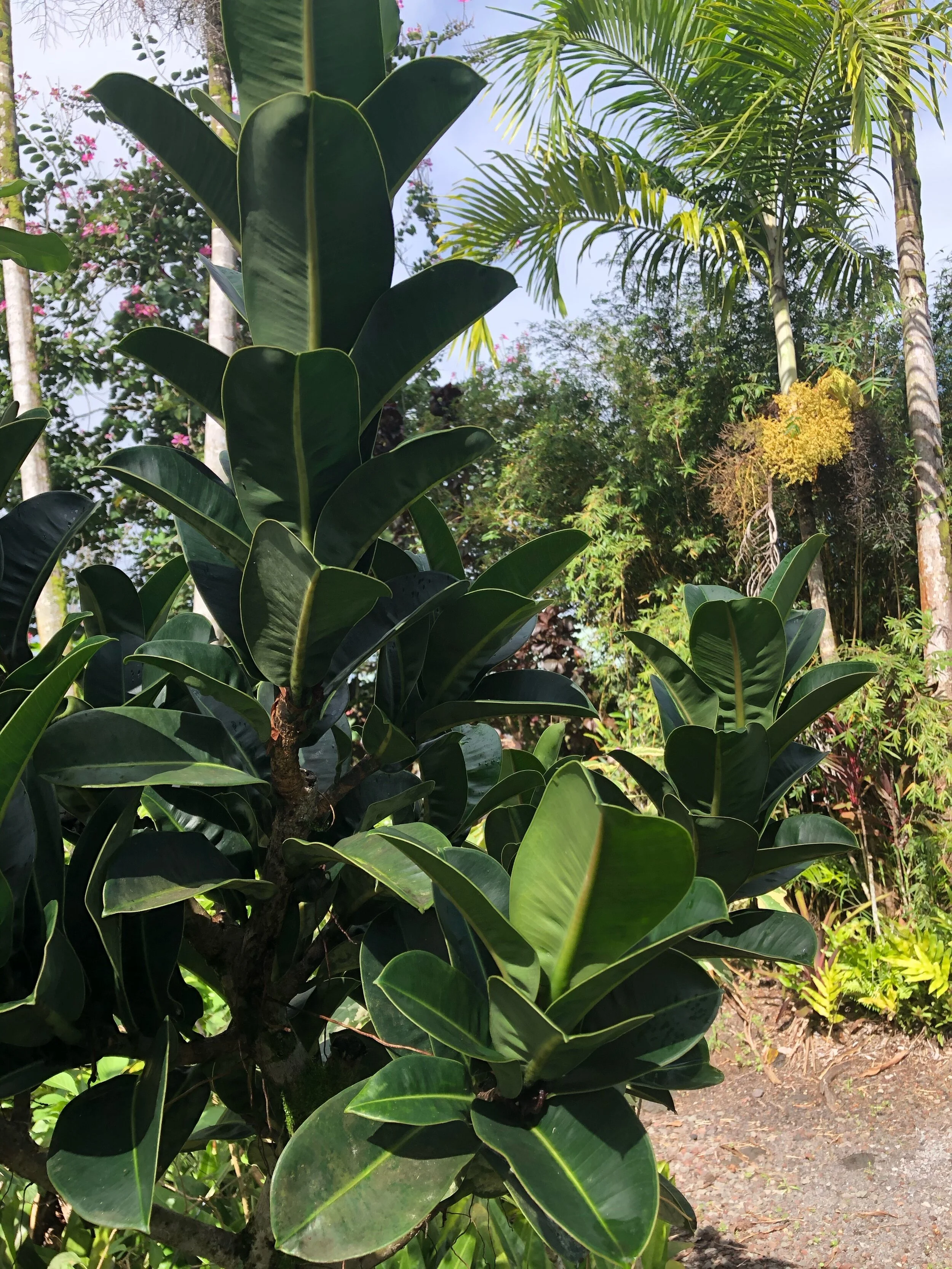 Ficus elastica congesta (1).jpg