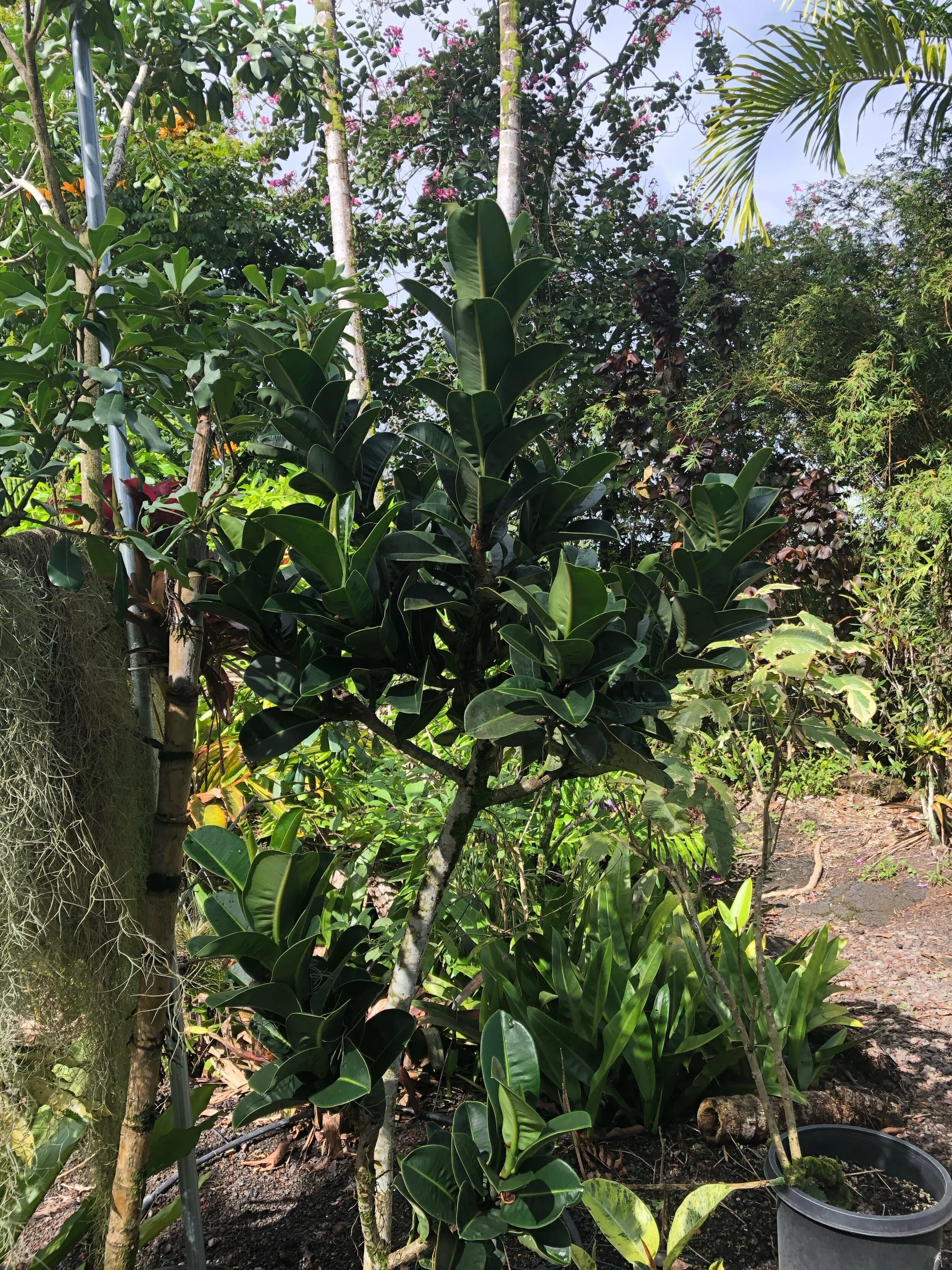Ficus elastica congesta.jpg