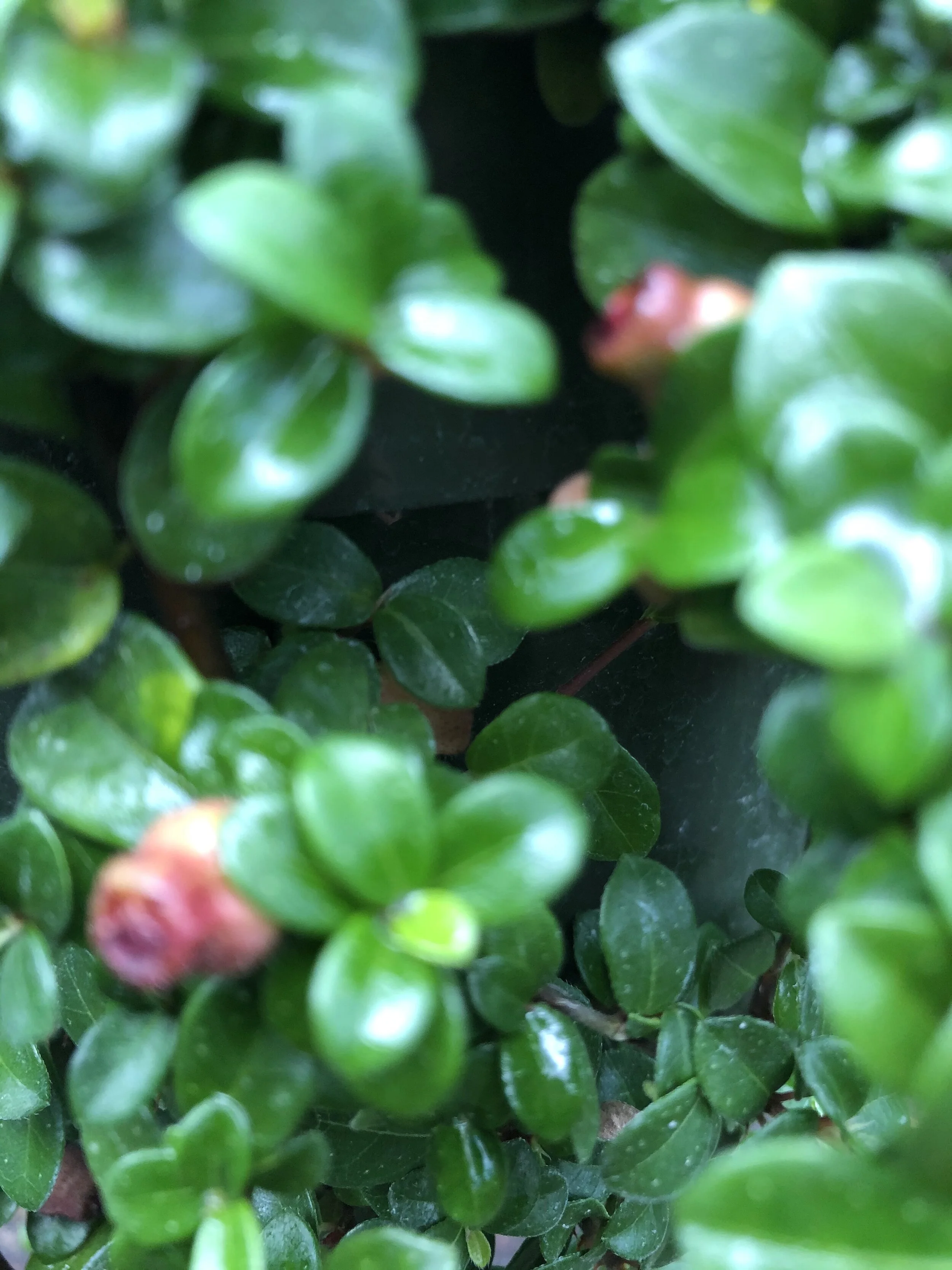 Ficus vaccinioides (2).jpg
