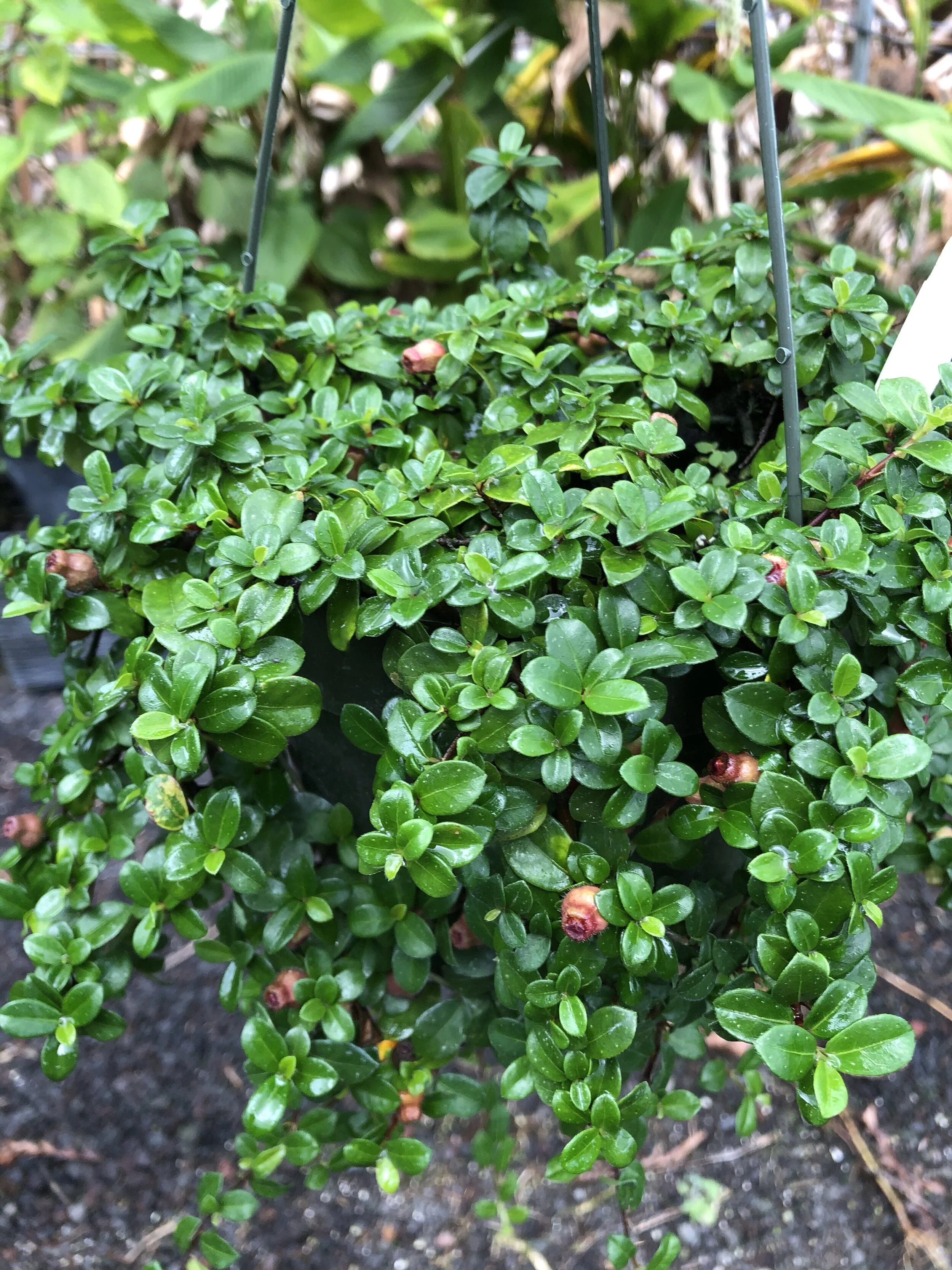 Ficus vaccinioides (1).jpg