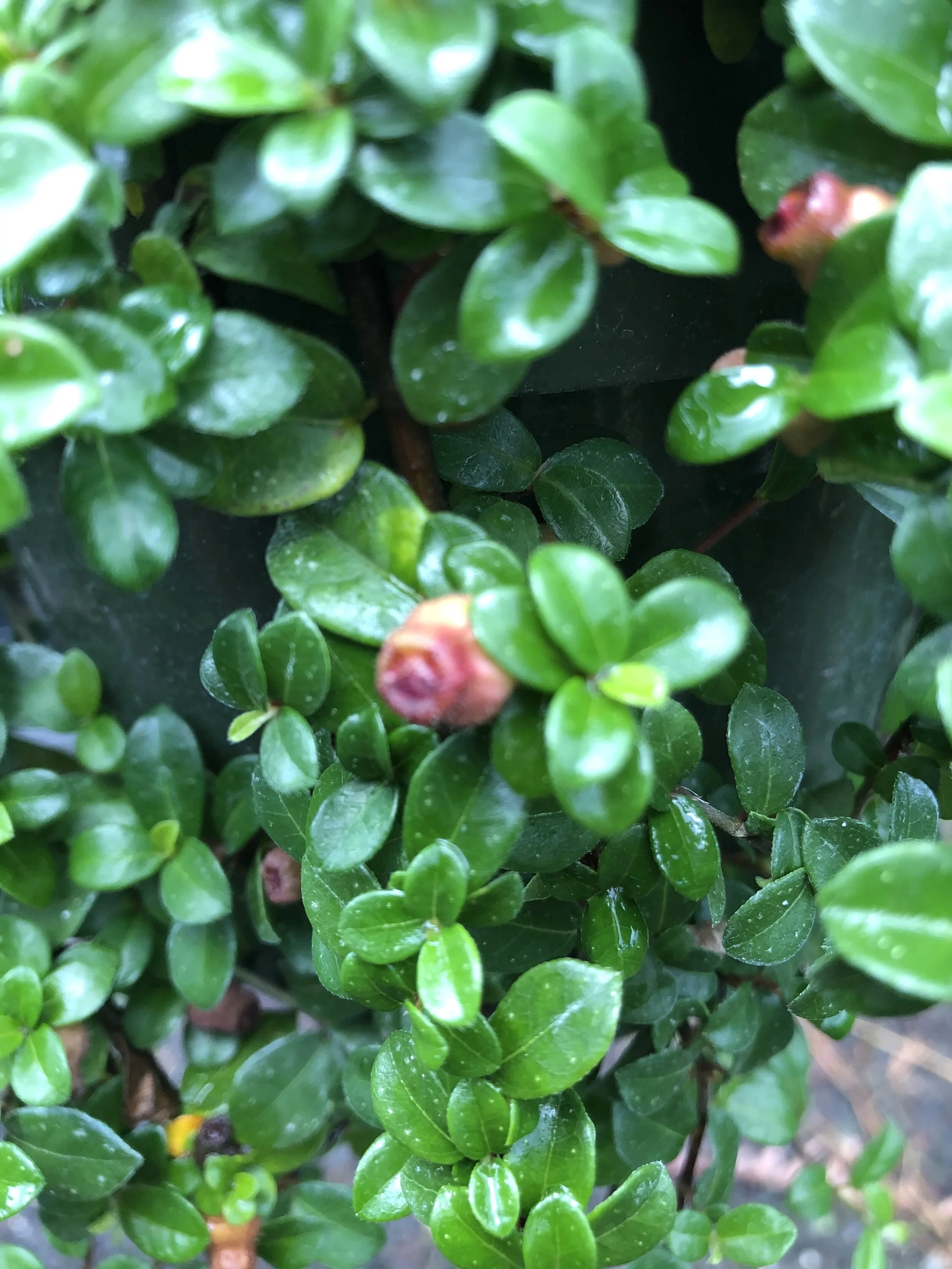 Ficus vaccinioides (3).jpg