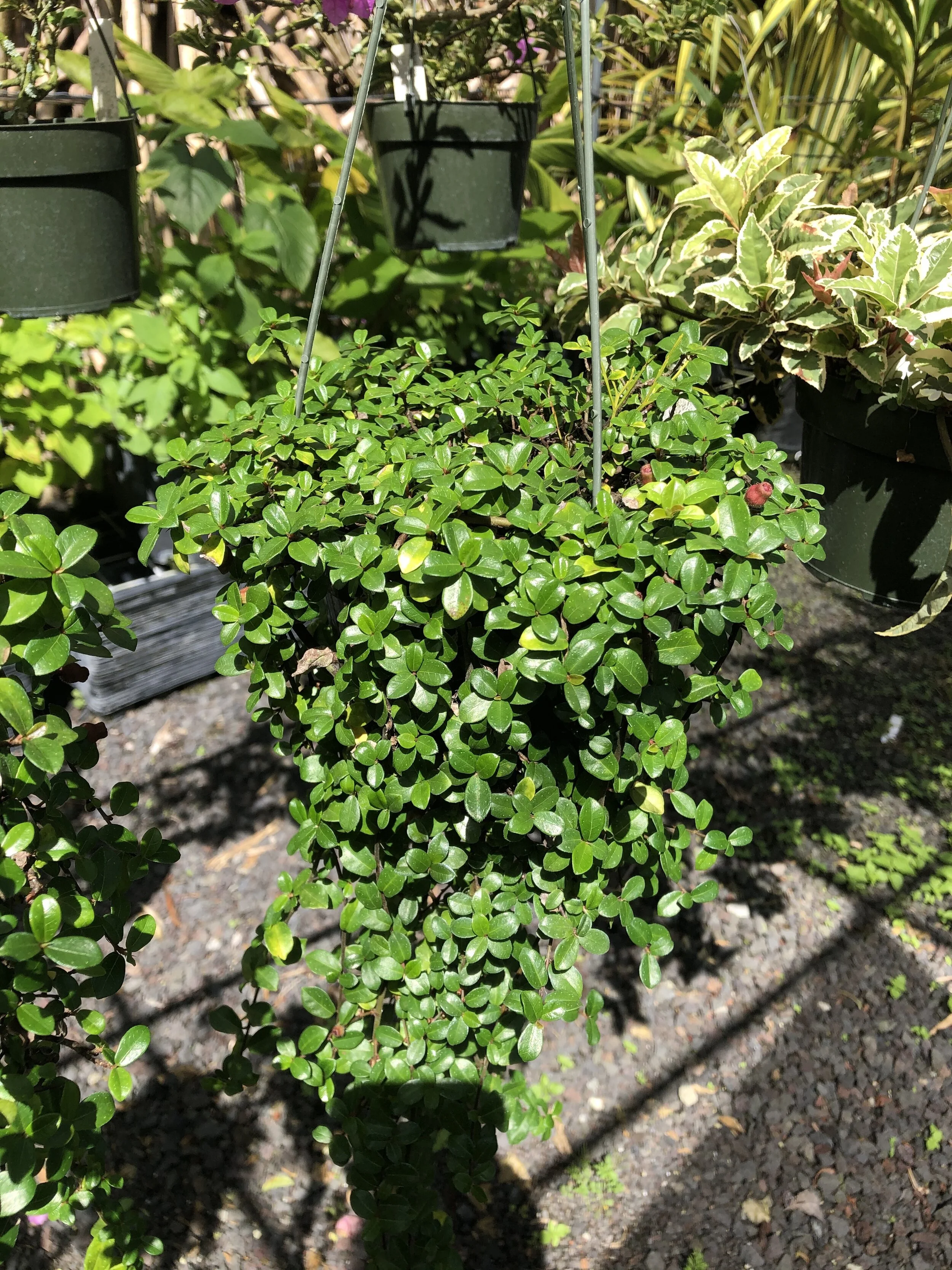 Ficus vaccinioides (4).jpg