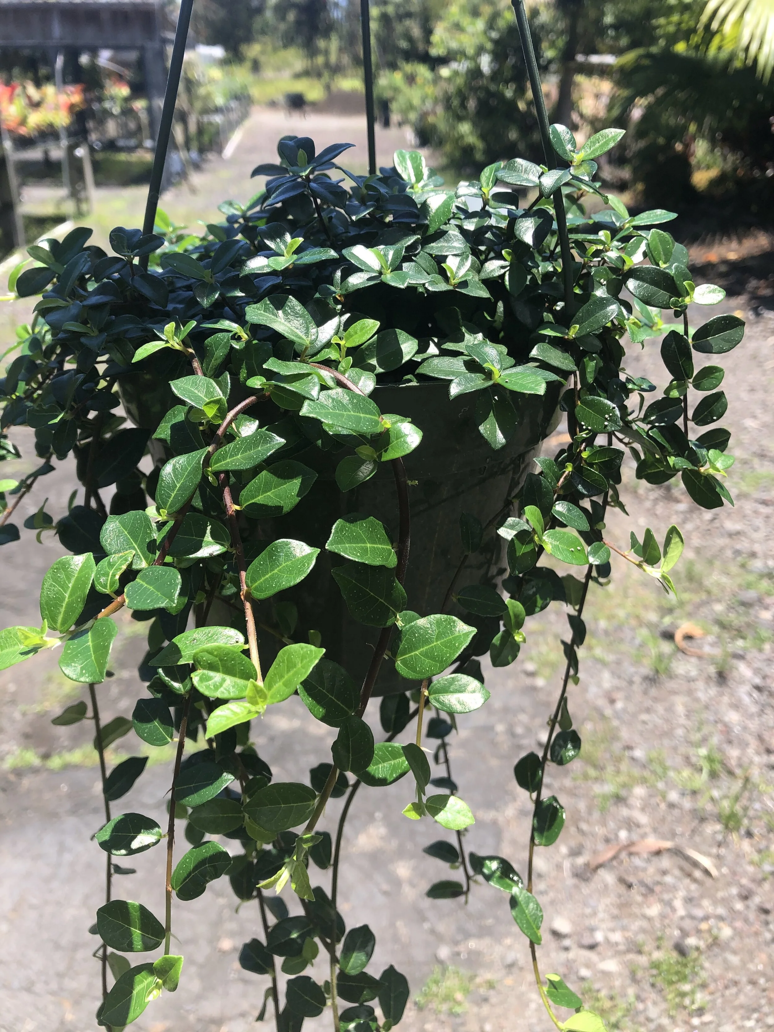Ficus vaccinioides.jpg