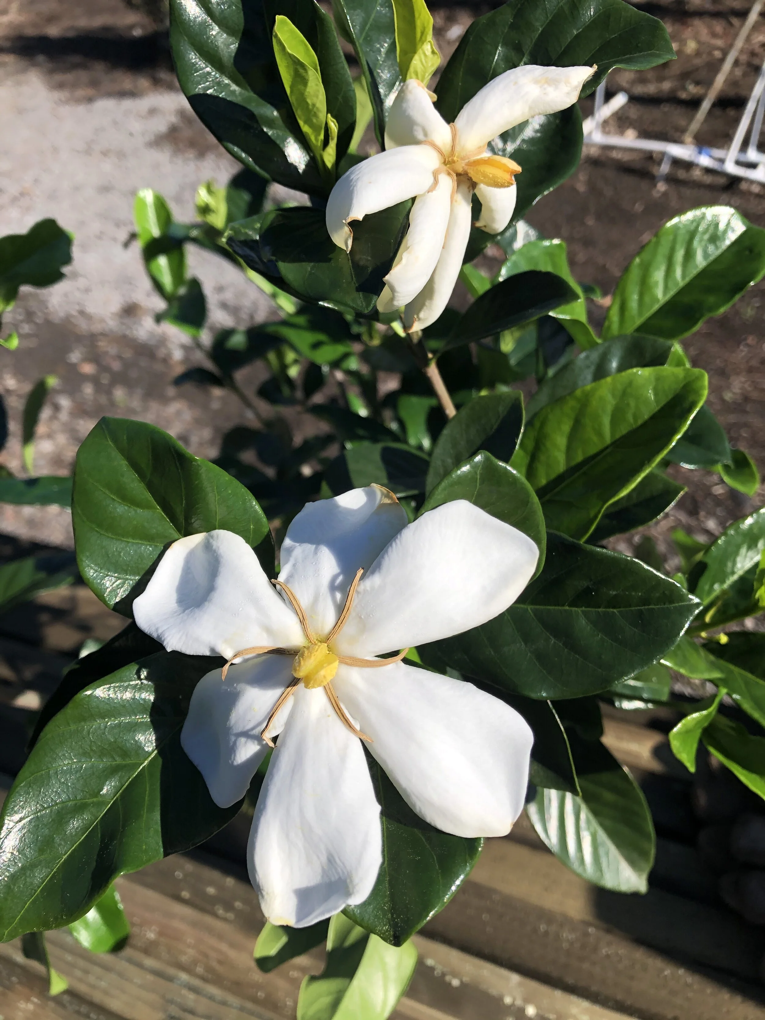 Gardenia jasminoides 'Shooting Star'.jpg