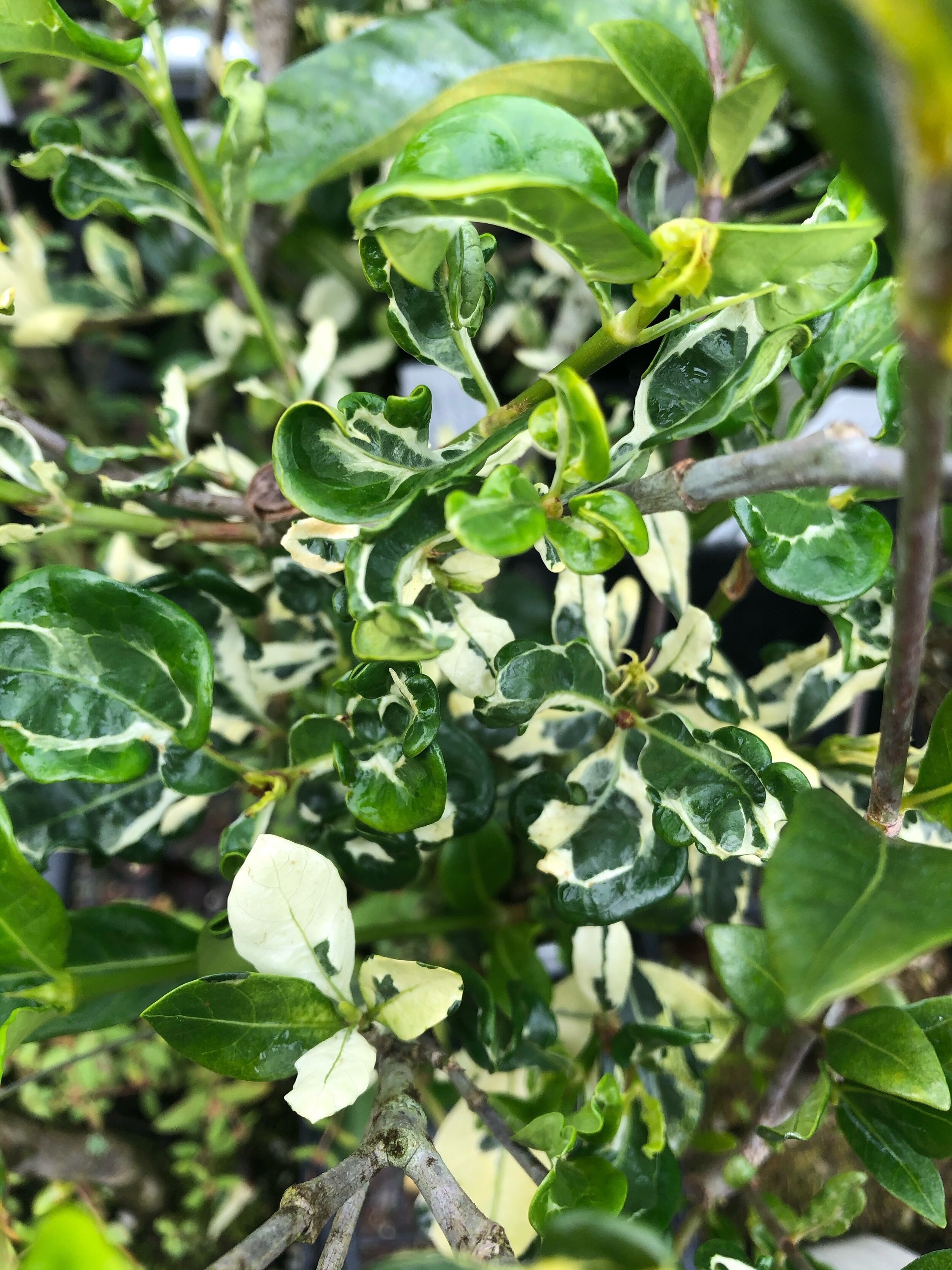 Gardenia jasminoides 'Variegata' (1).jpg