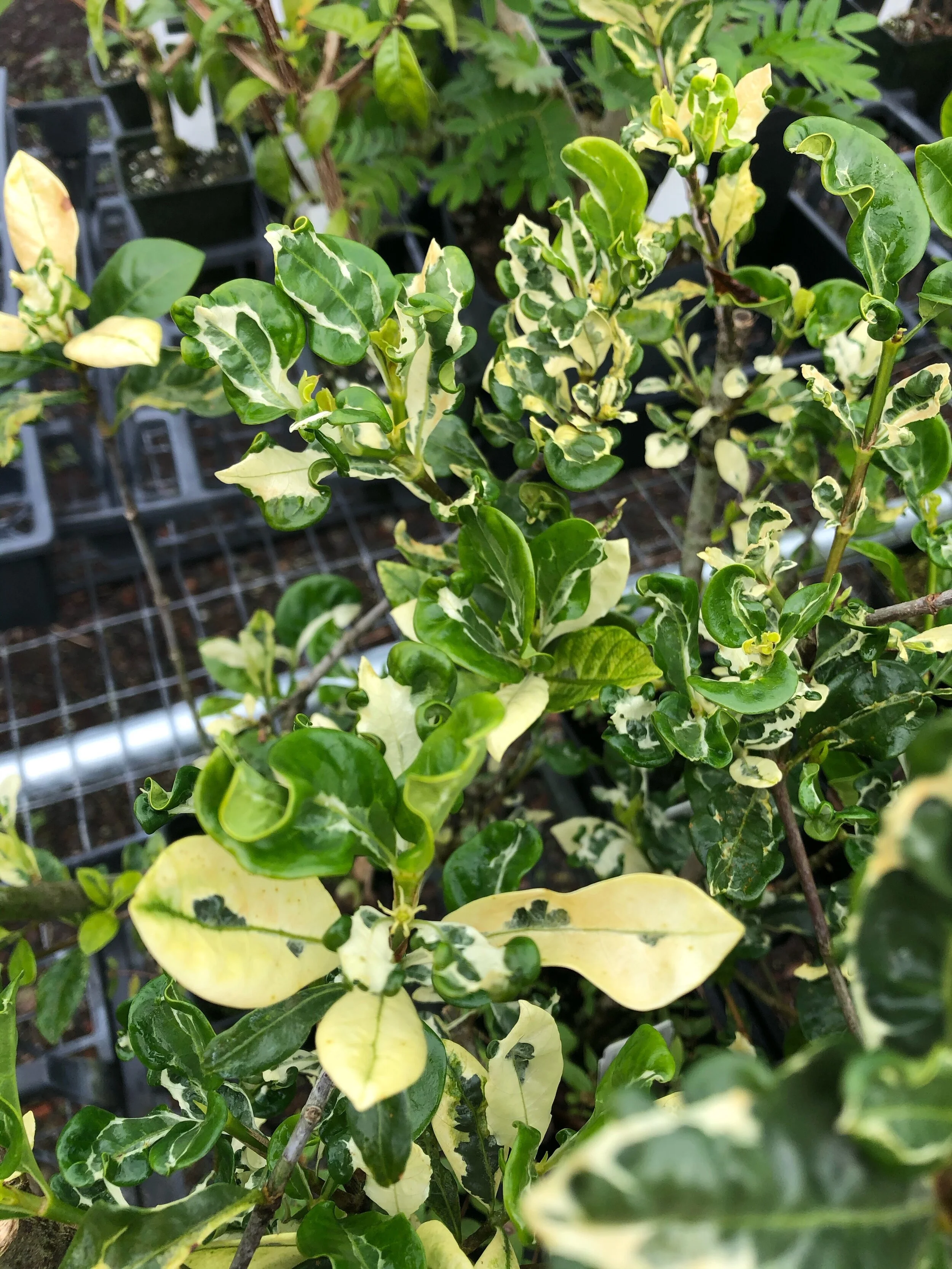 Gardenia jasminoides 'Variegata' (2).jpg