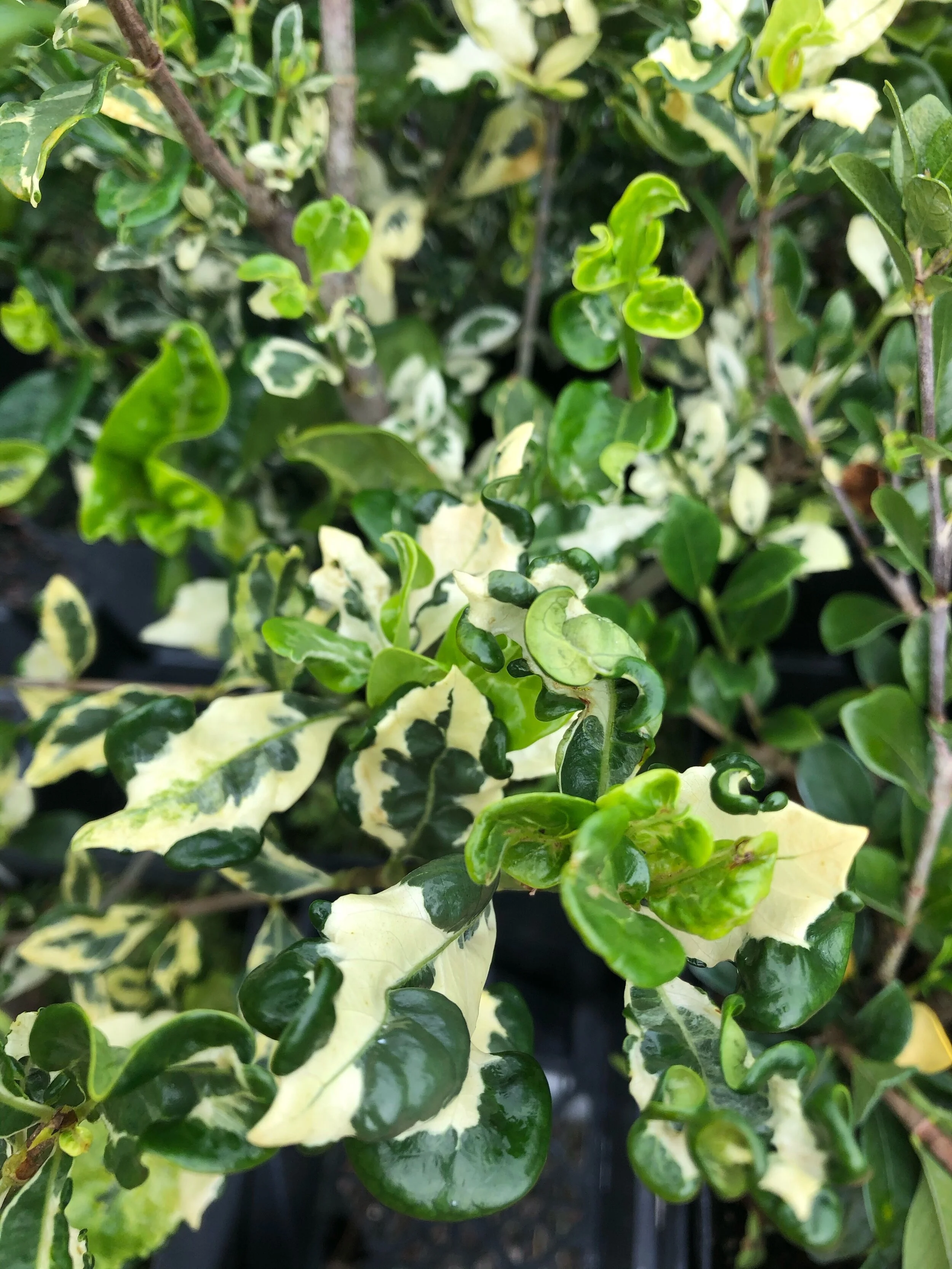 Gardenia jasminoides 'Variegata' (3).jpg