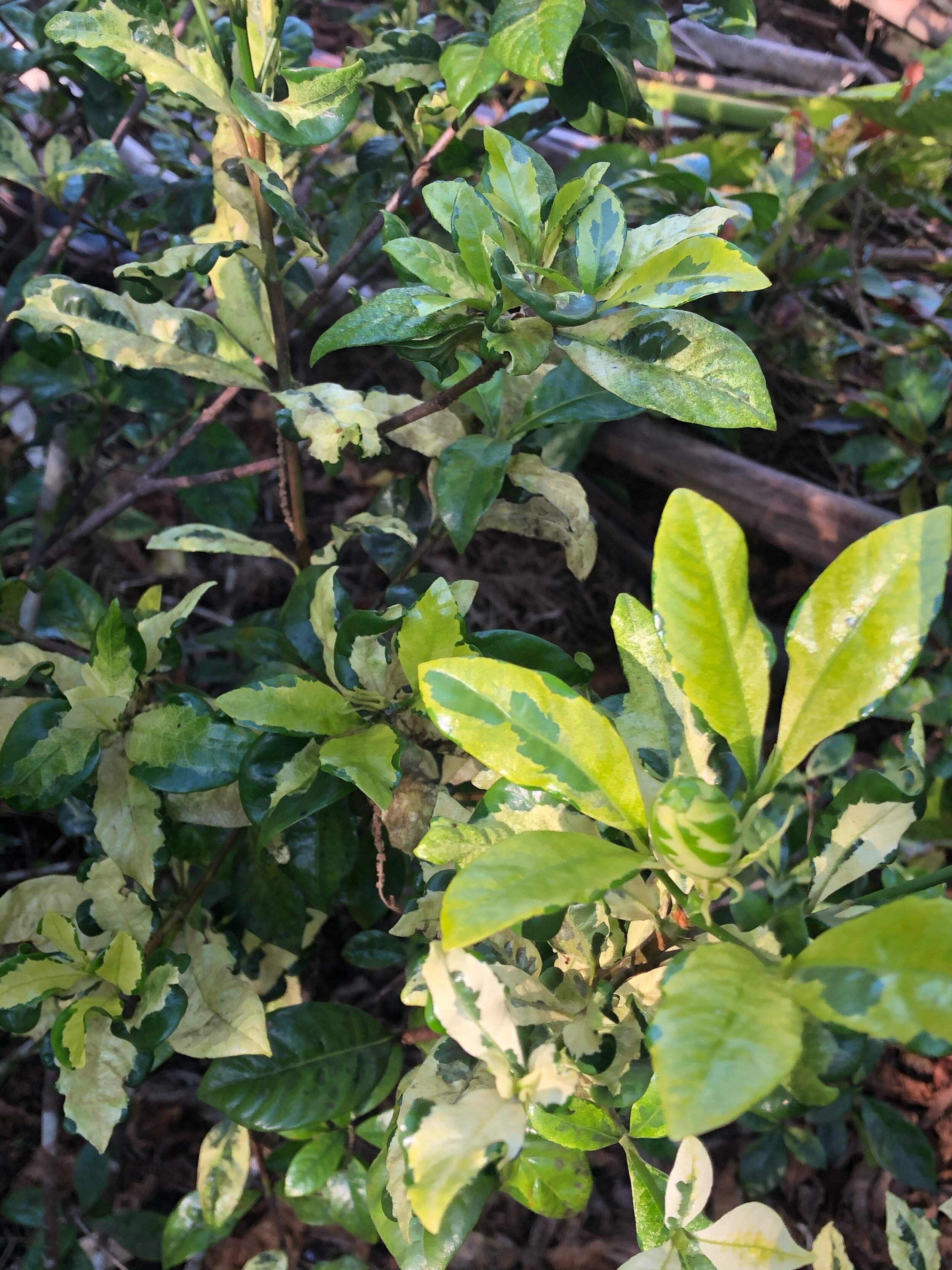 Gardenia jasminoides 'Variegata'.jpg