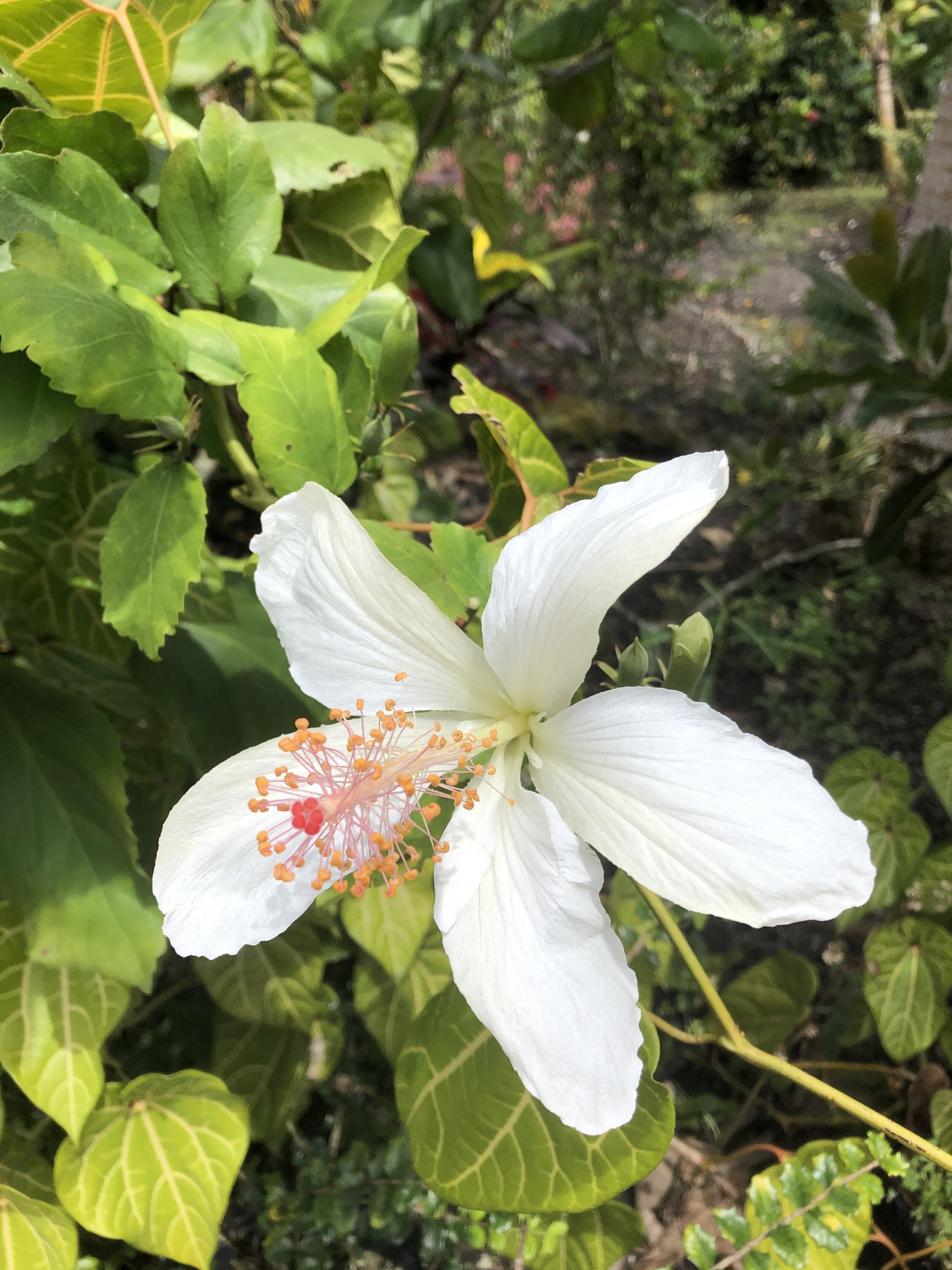 Hibiscus arnottianus subsp. immaculatus.jpg