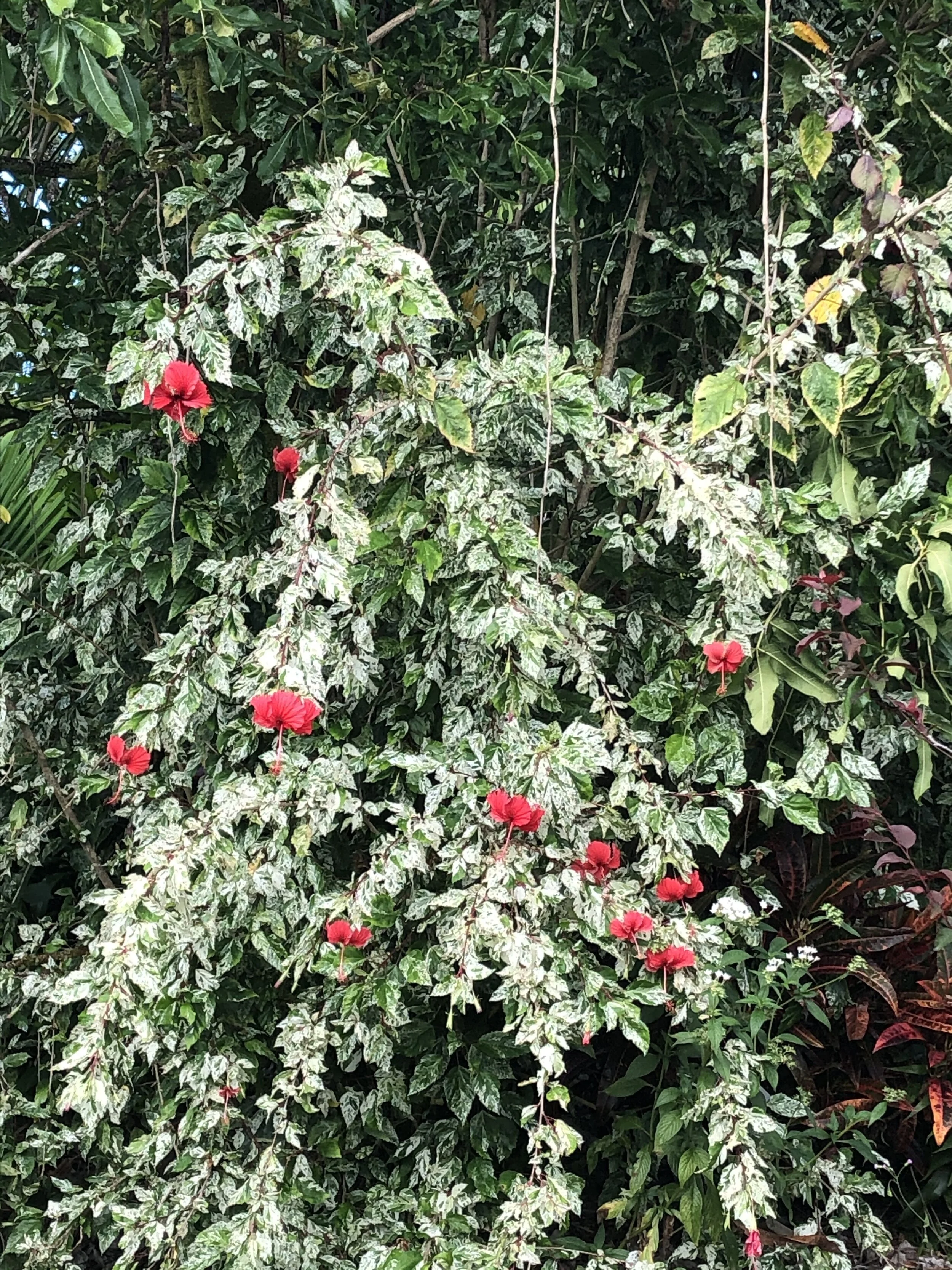 Hibiscus rosa-sinensis cooperi.jpg
