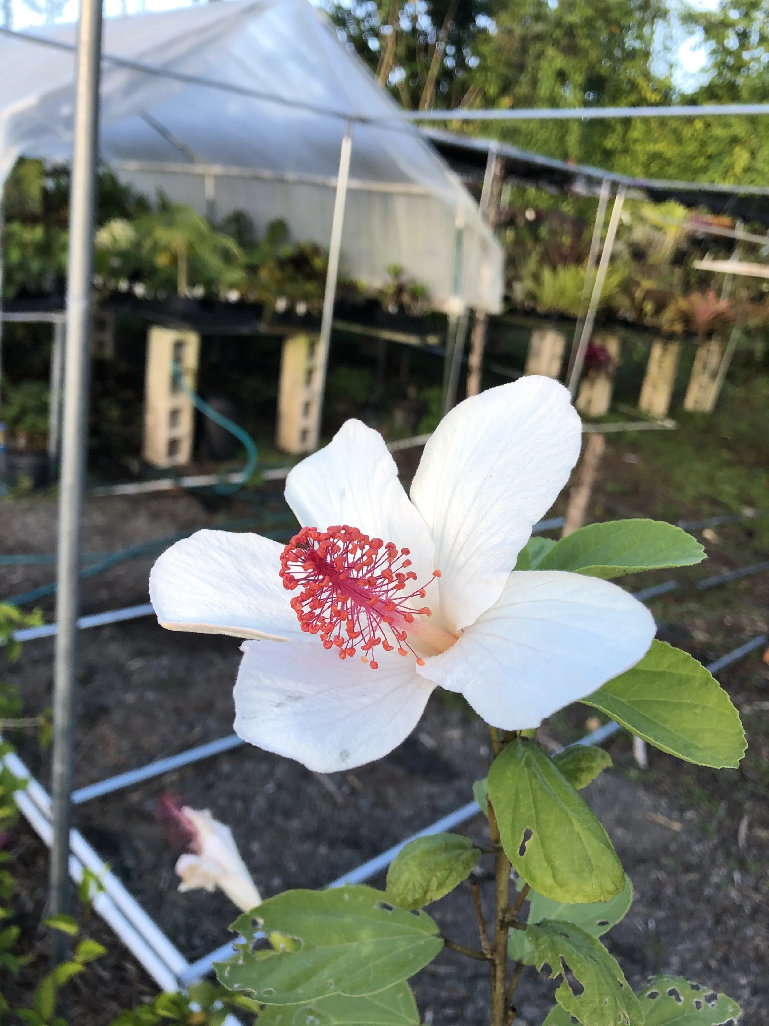 Hibiscus waimeae (3).jpg