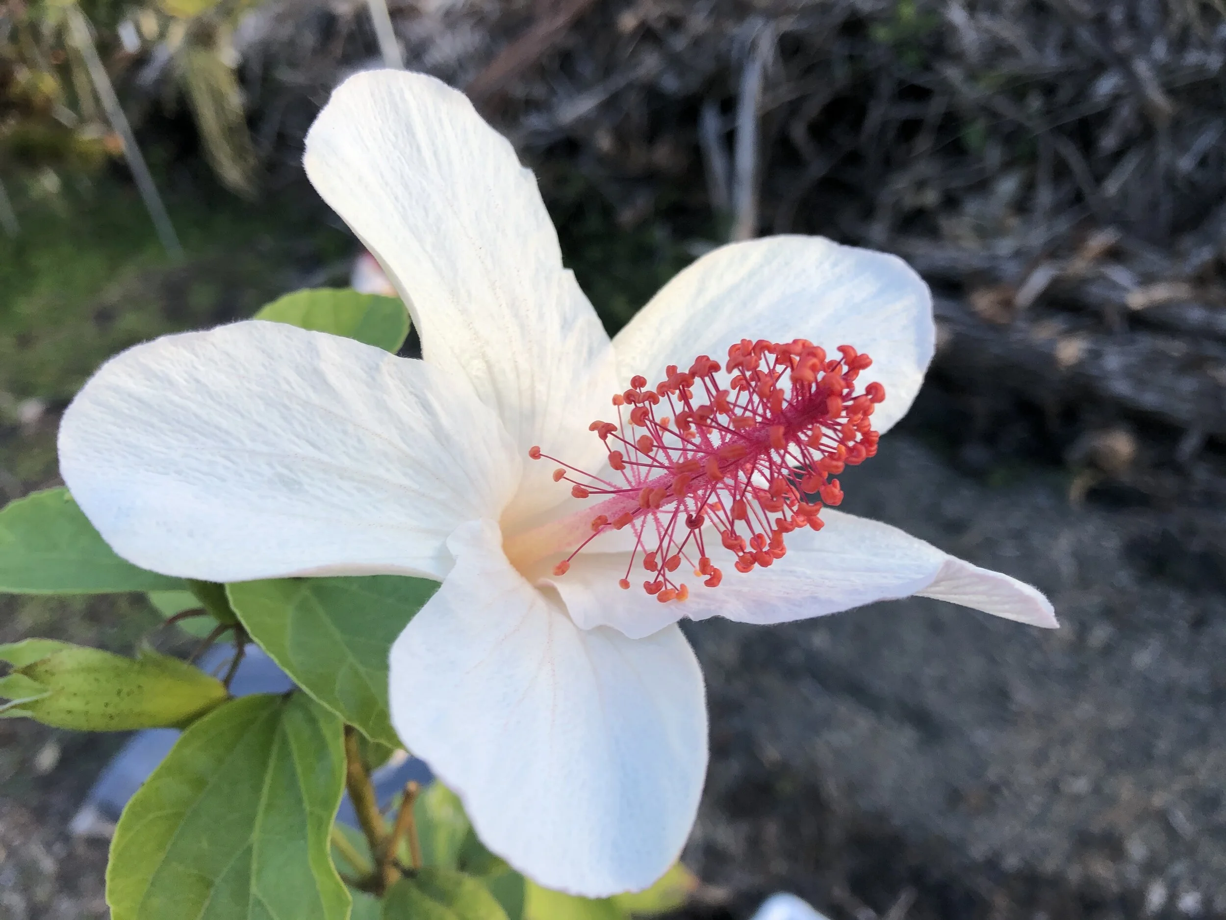 Hibiscus waimeae (4).jpg